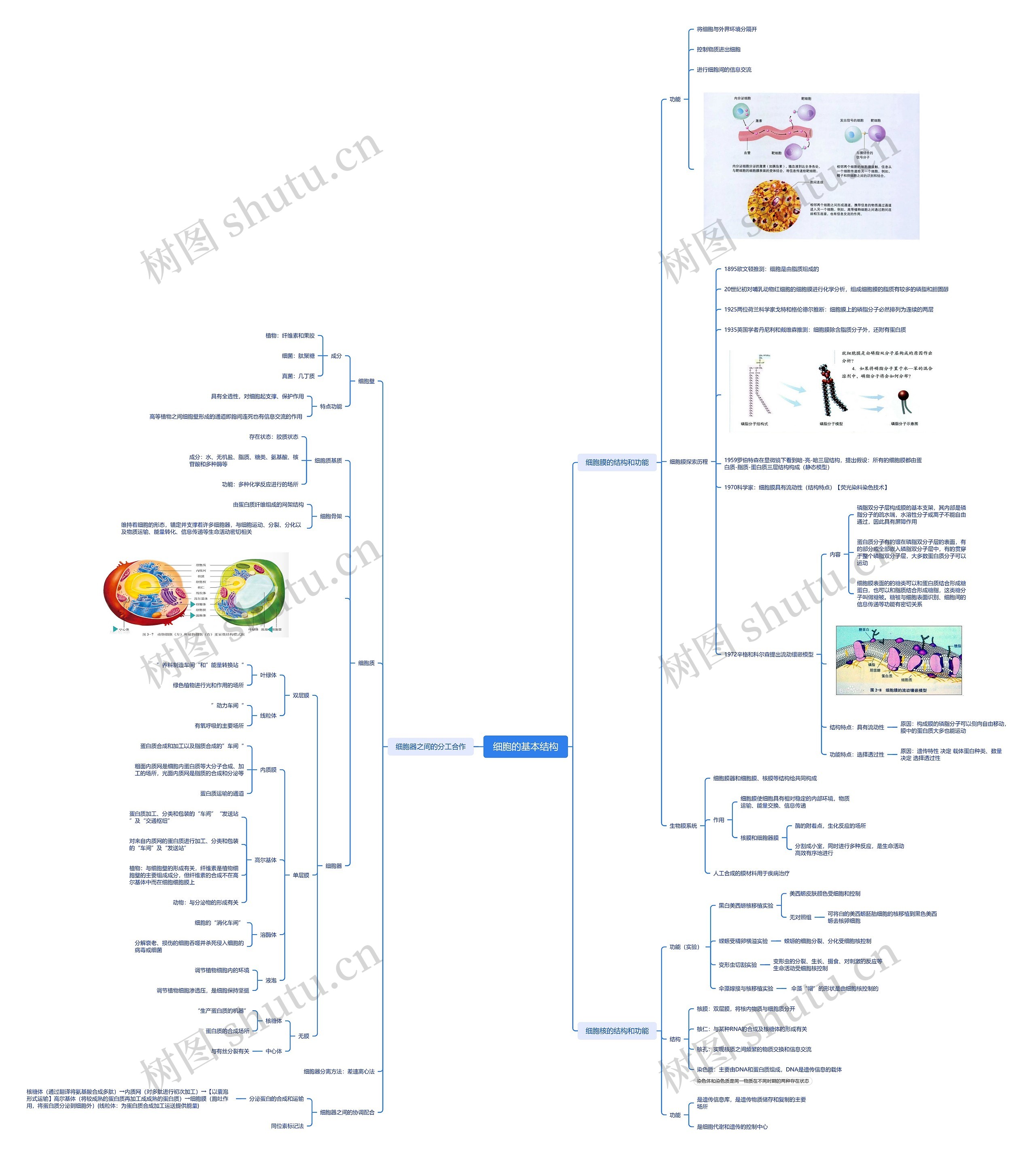 细胞的基本结构医学知识脑图思维导图