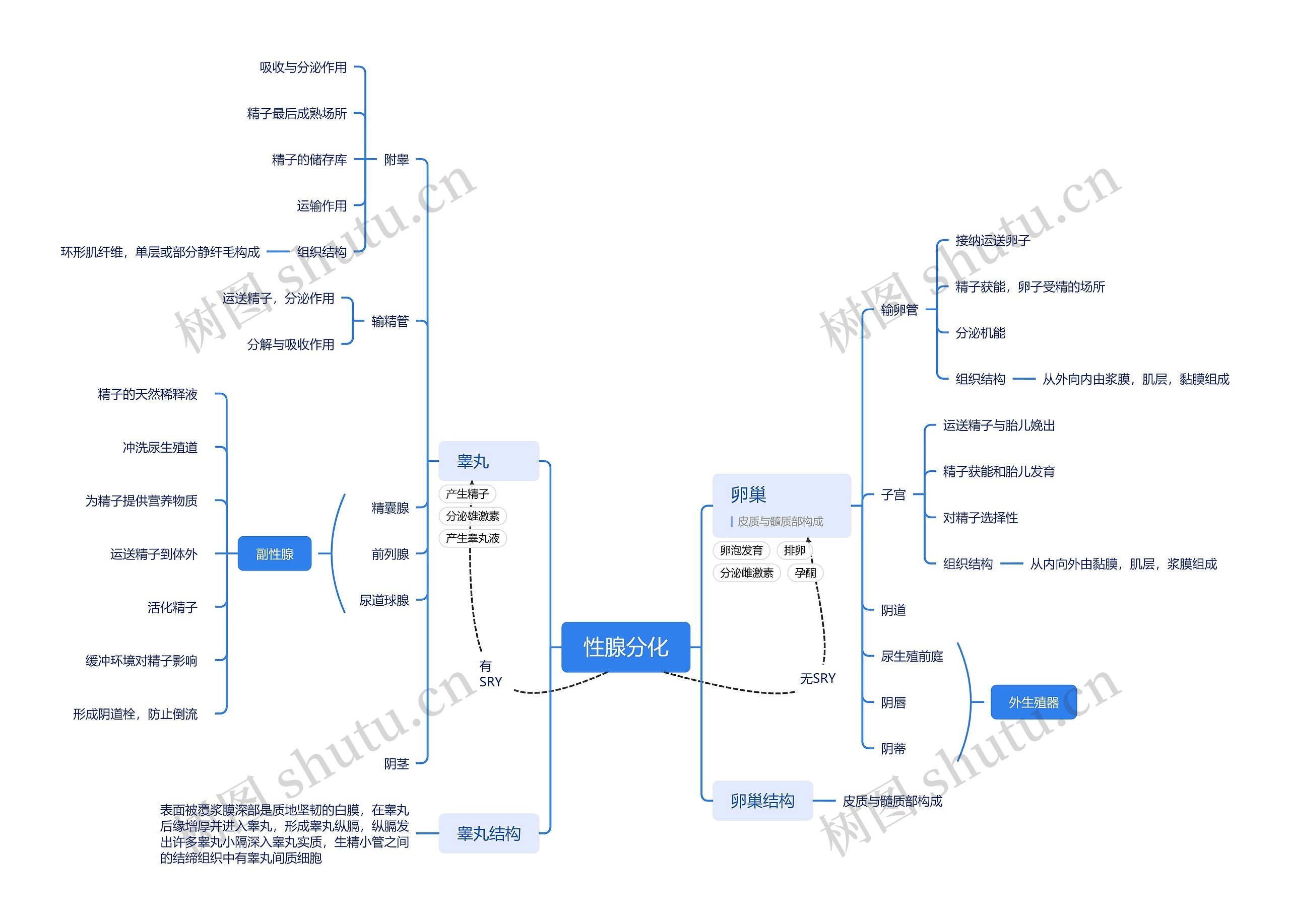 性腺分化医学知识脑图