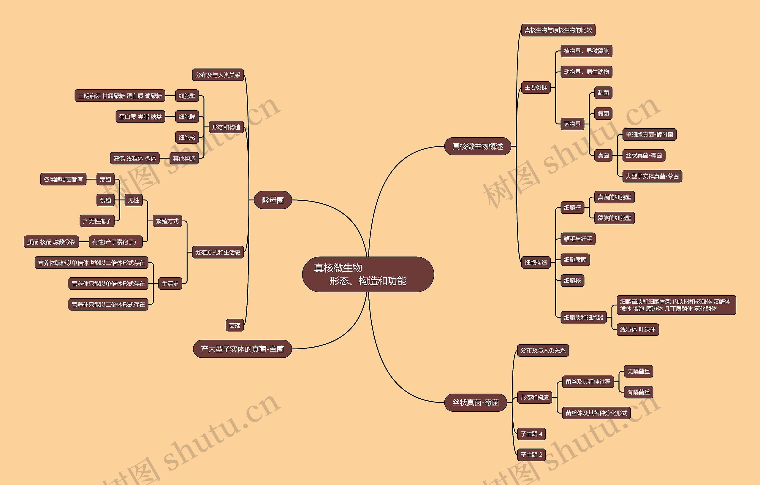 真核微生物理论脑图思维导图