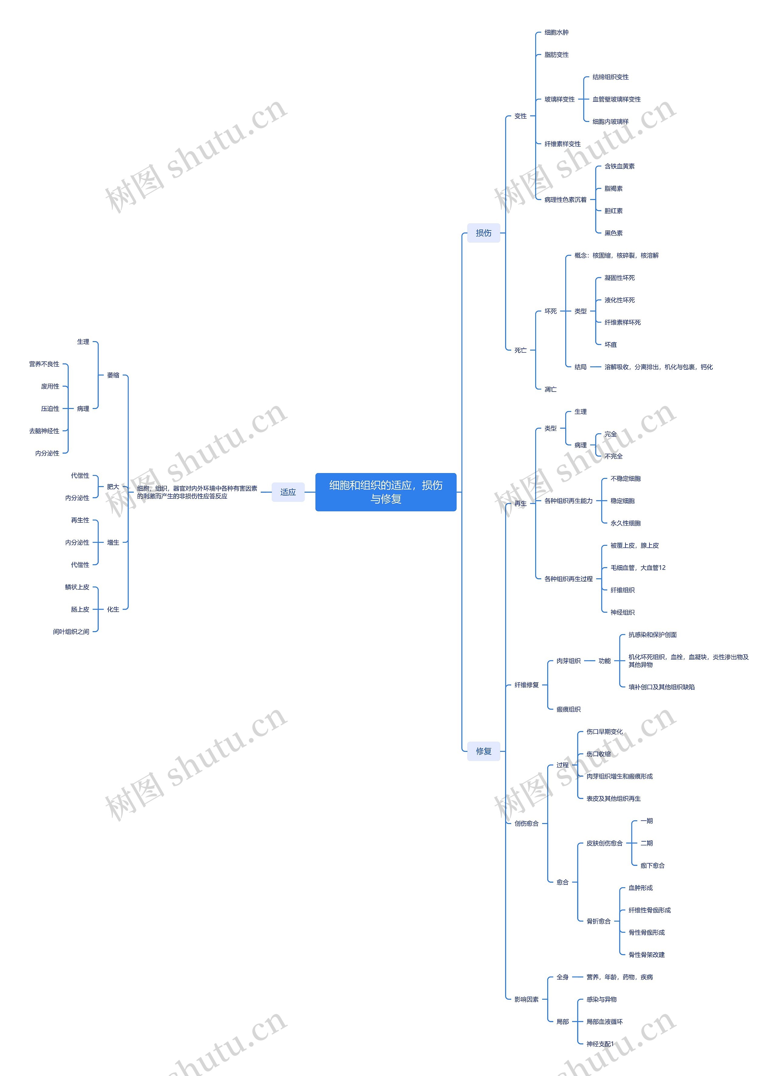 细胞和组织的适应，损伤与修复思维导图