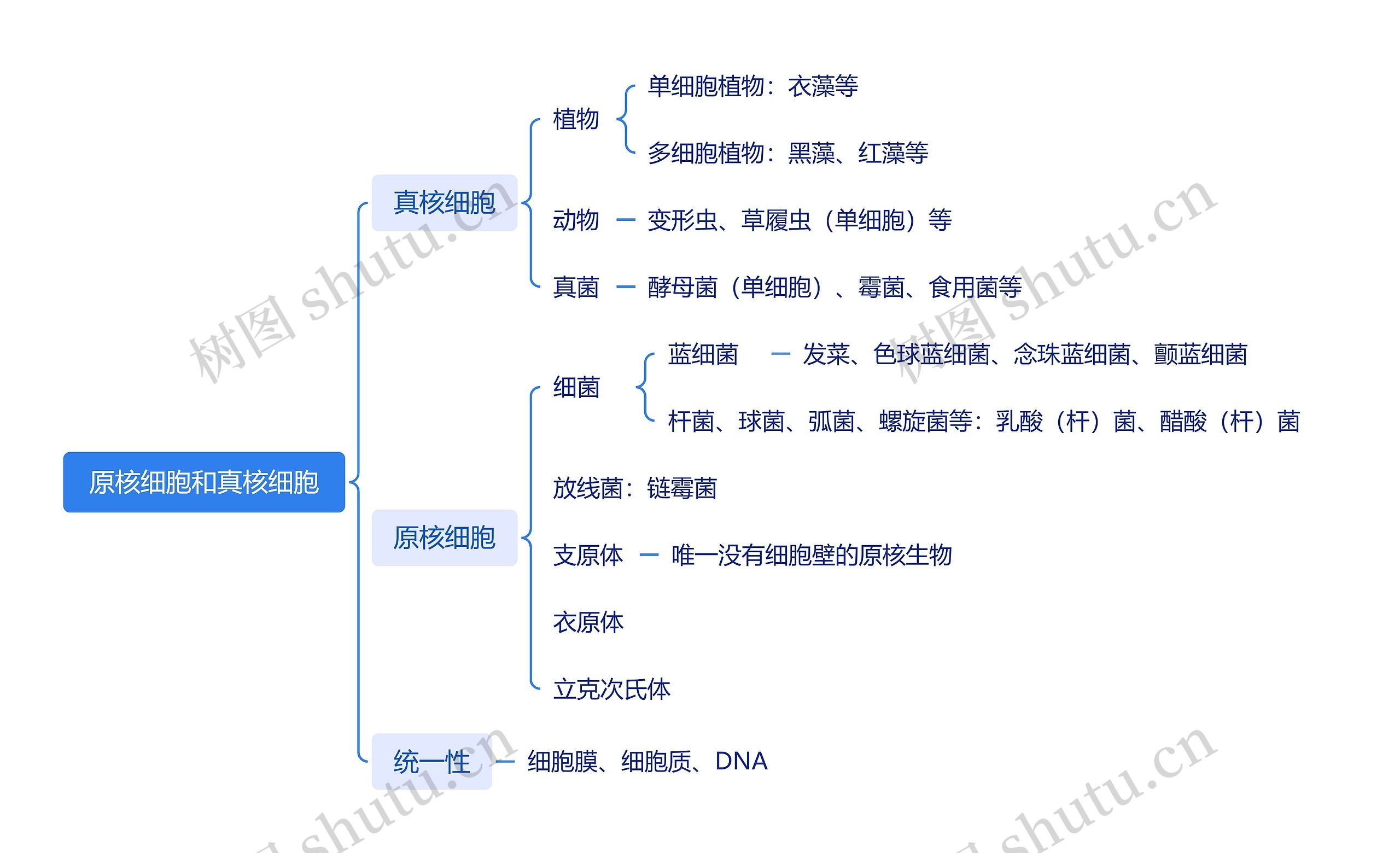 原核细胞和真核细胞思维导图