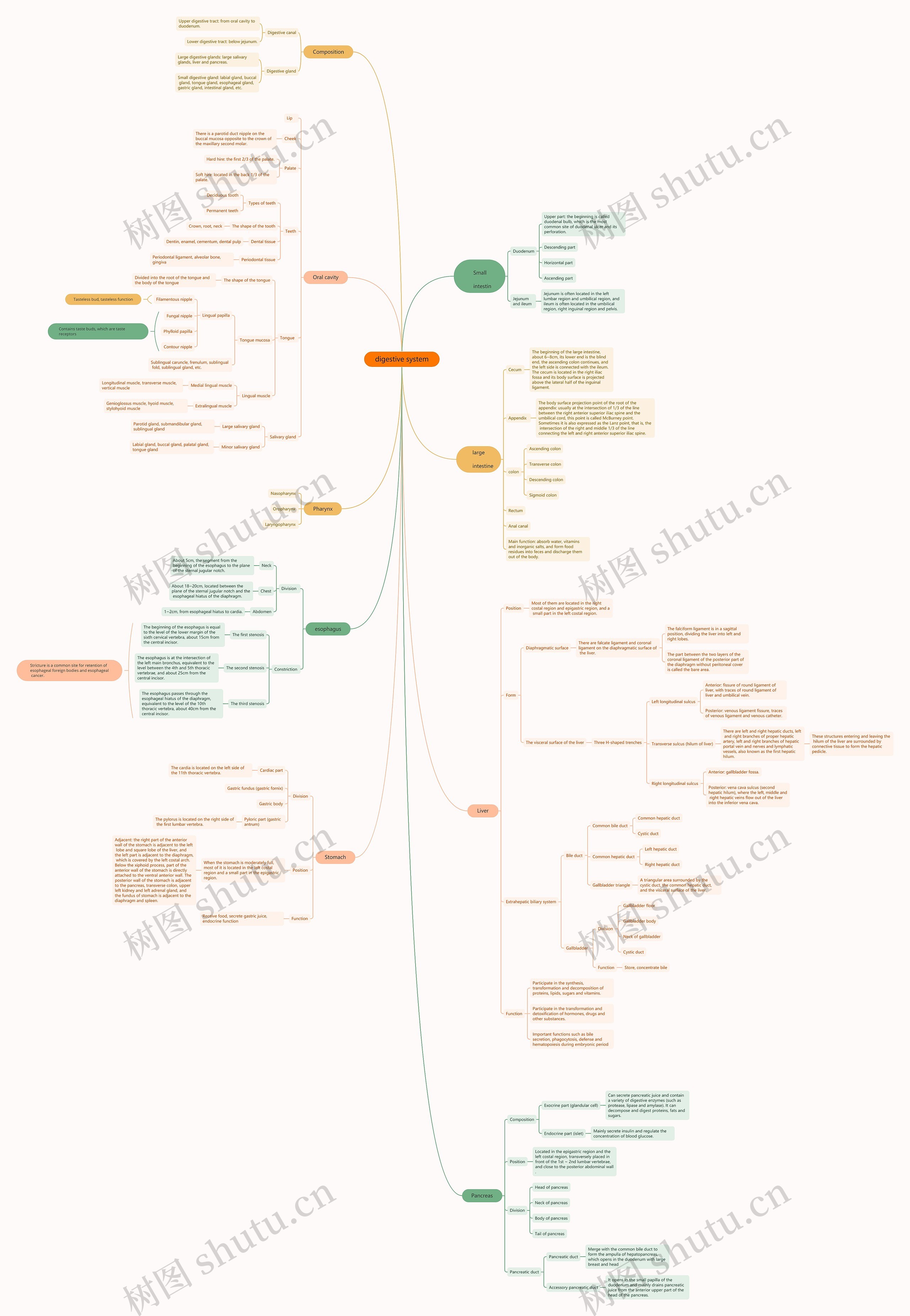 digestive system思维导图