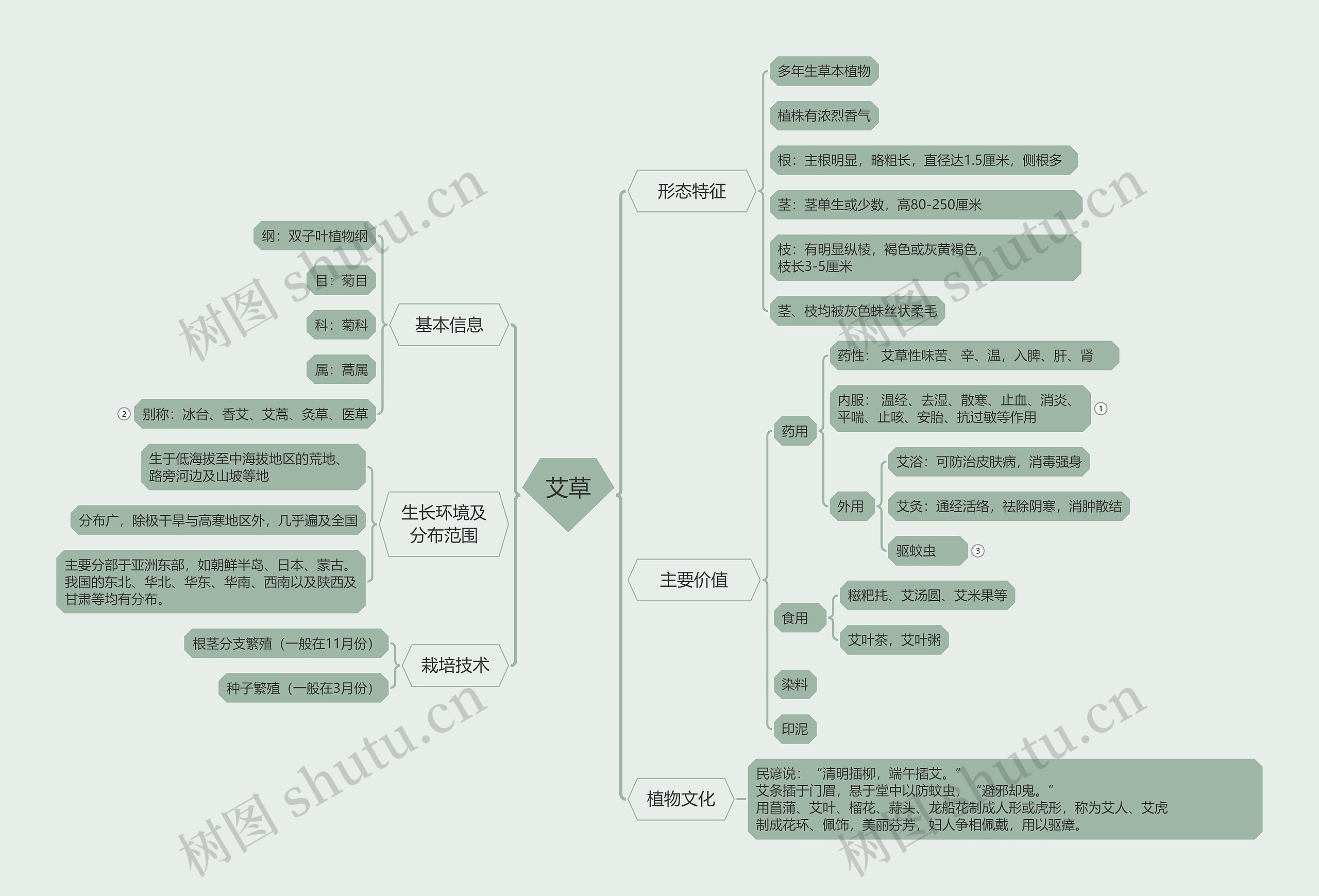 艾草的植物知识脑图思维导图