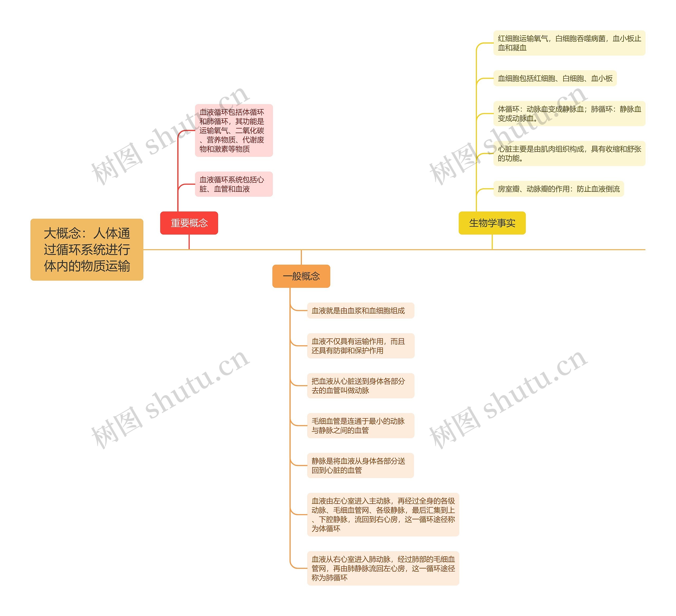 大概念:人体通过循环系统进行体内的物质运输思维导图高清图 大概念:人体通过循环系统进行体内的物质运输思维导图