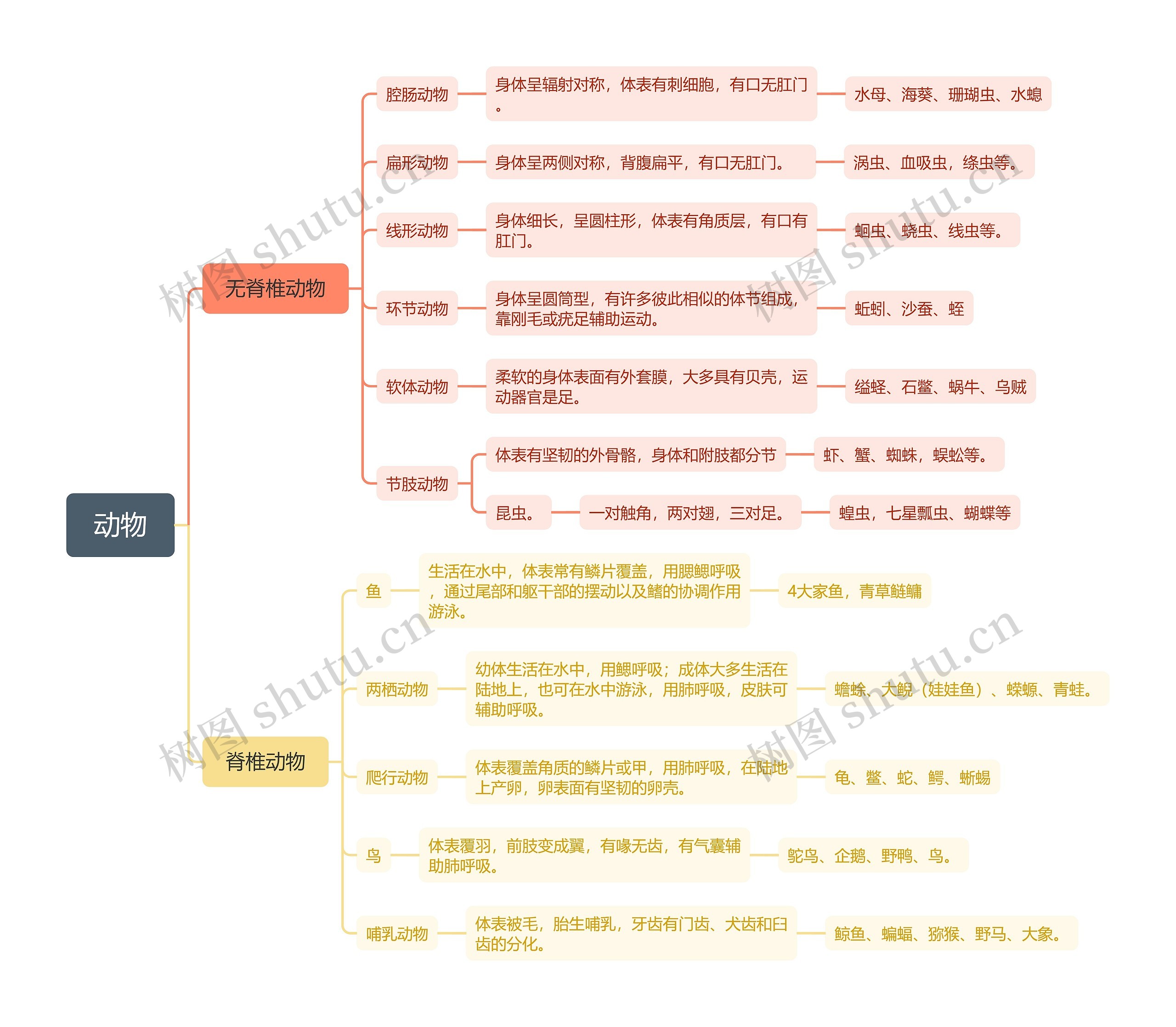 动物思维导图