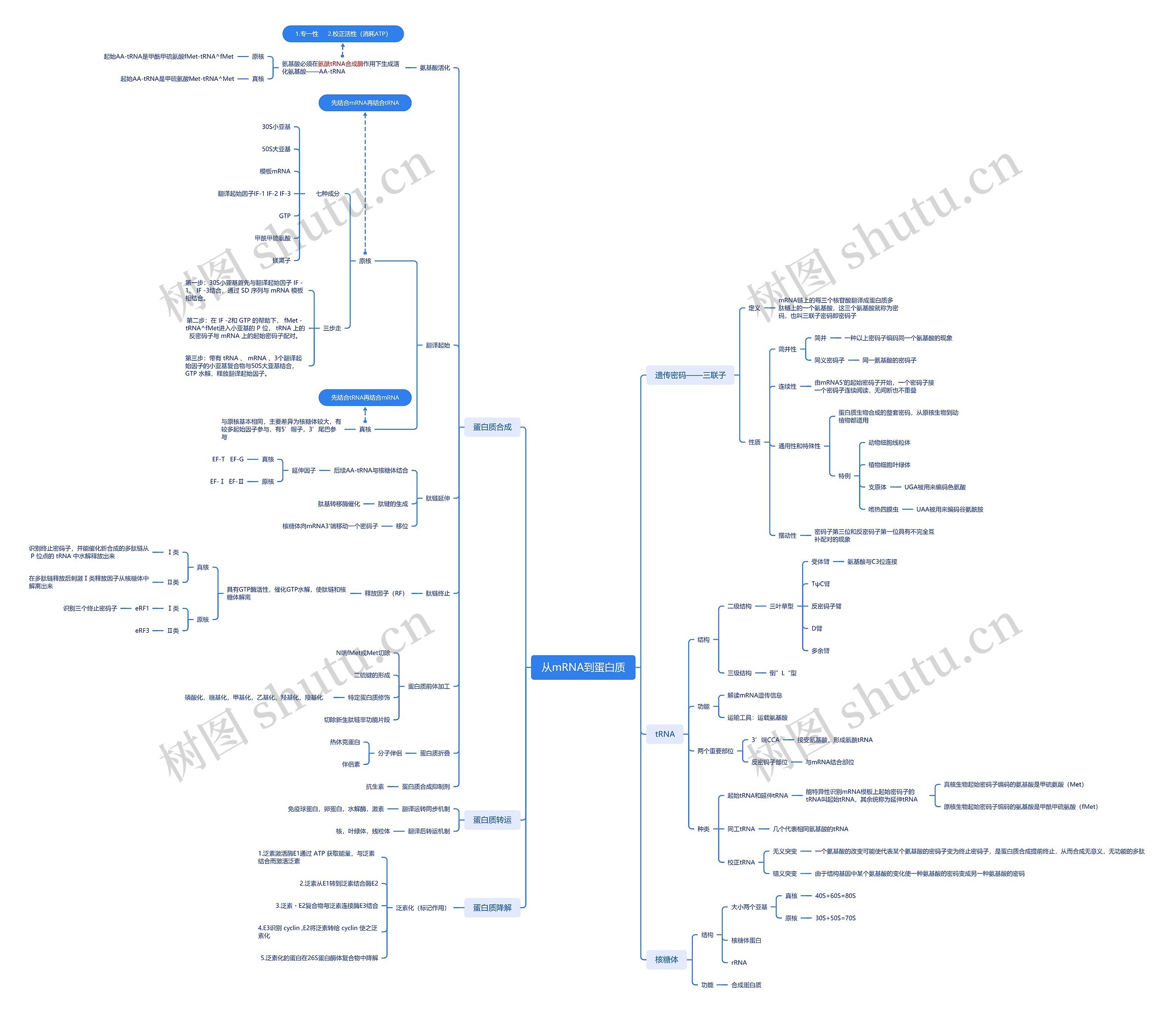 从mRNA到蛋白质脑图思维导图