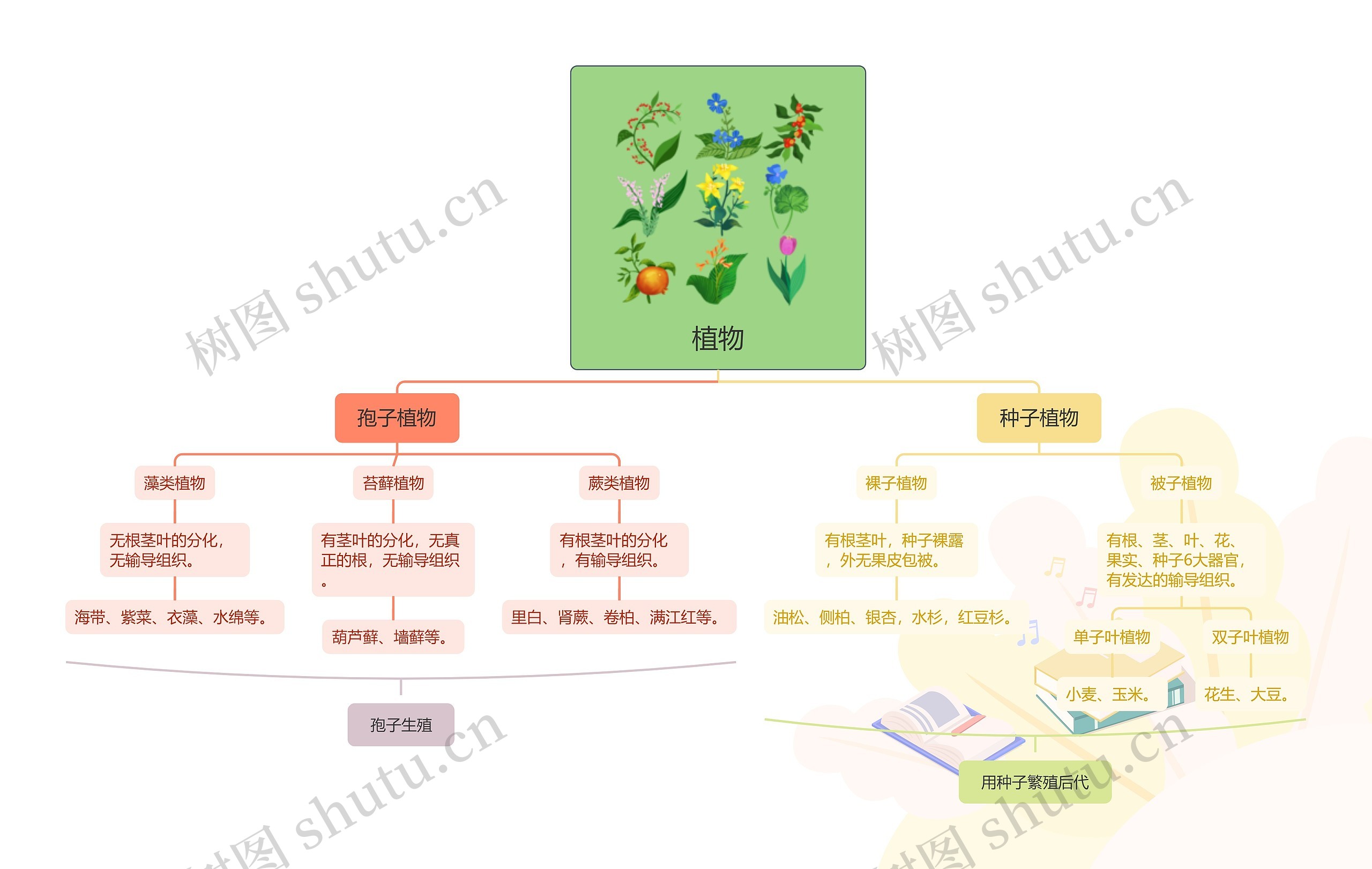 植物的分类脑图