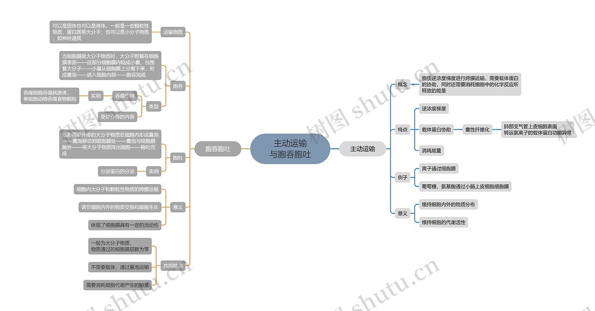 主动运输与胞吞胞吐思维导图_编号x298013-TreeMind树图