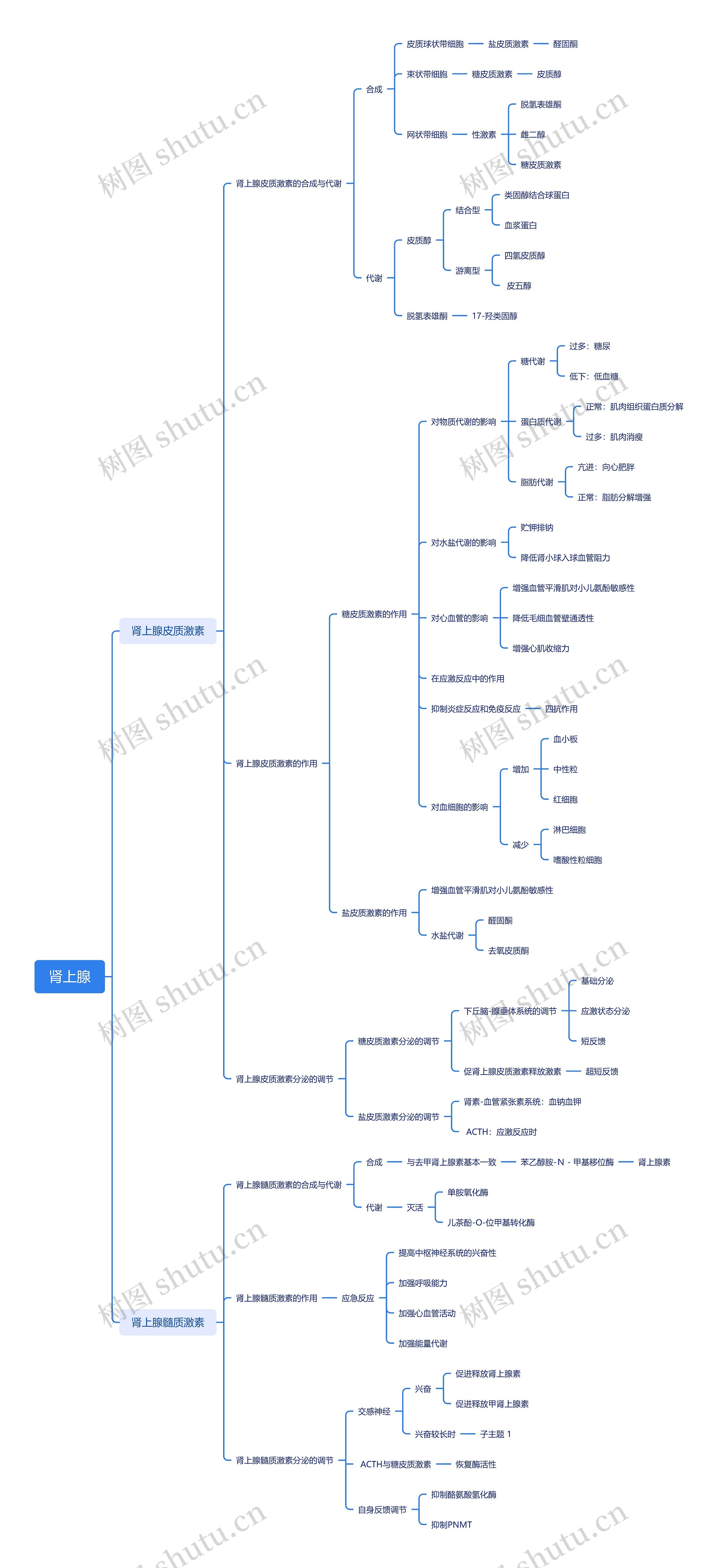肾上腺思维导图