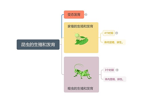 昆虫的生殖和发育思维导图