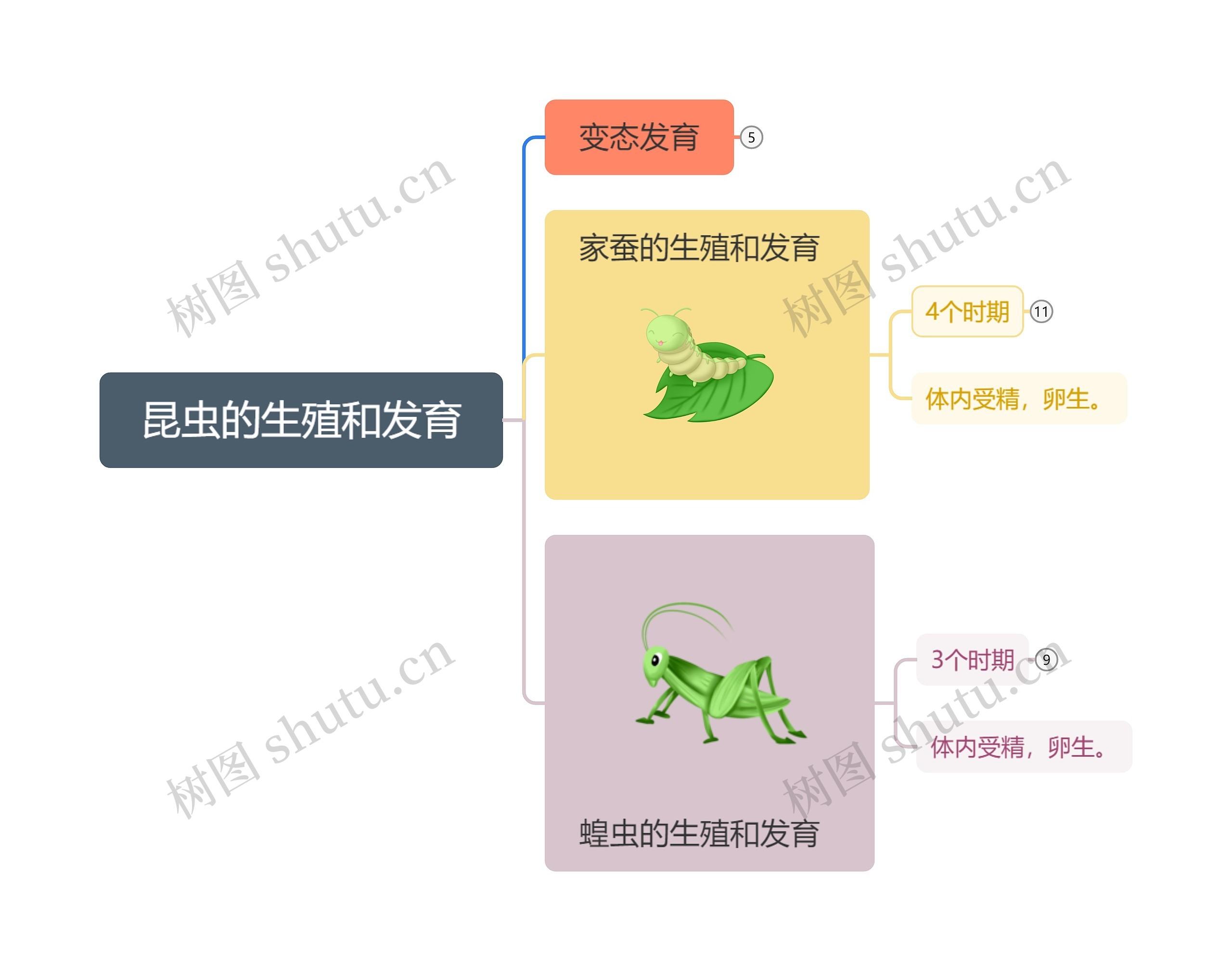 昆虫的生殖和发育思维导图