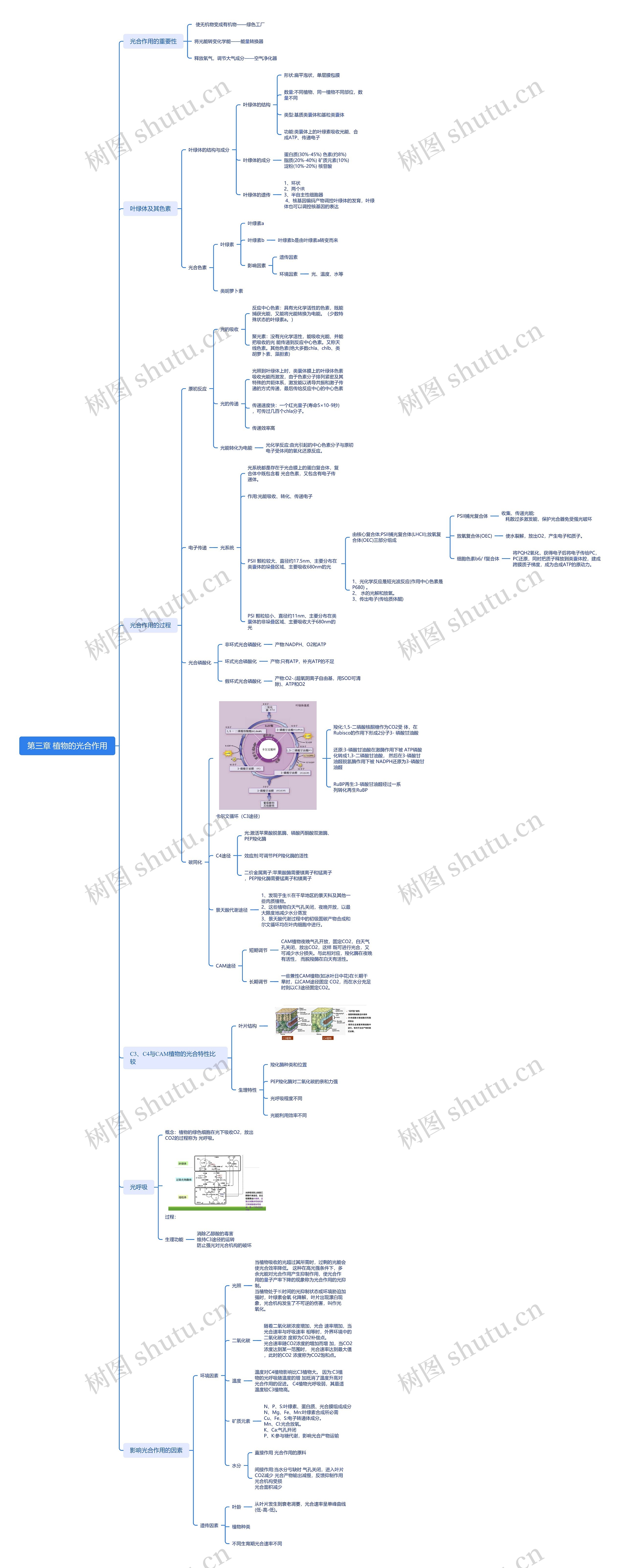 第三章 植物的光合作用_副本思维导图