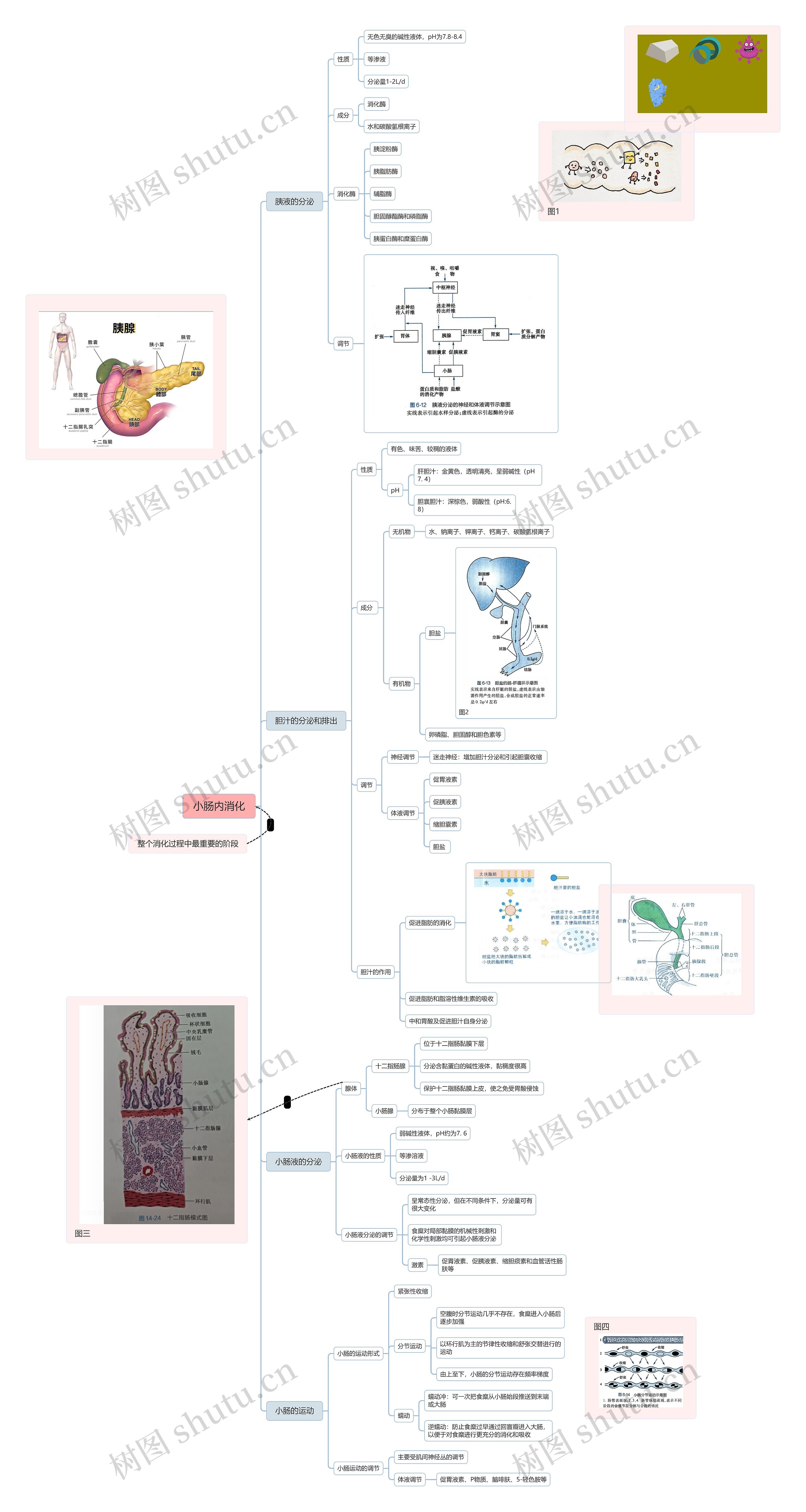 小肠内消化思维导图高清图 小肠内消化思维导图
