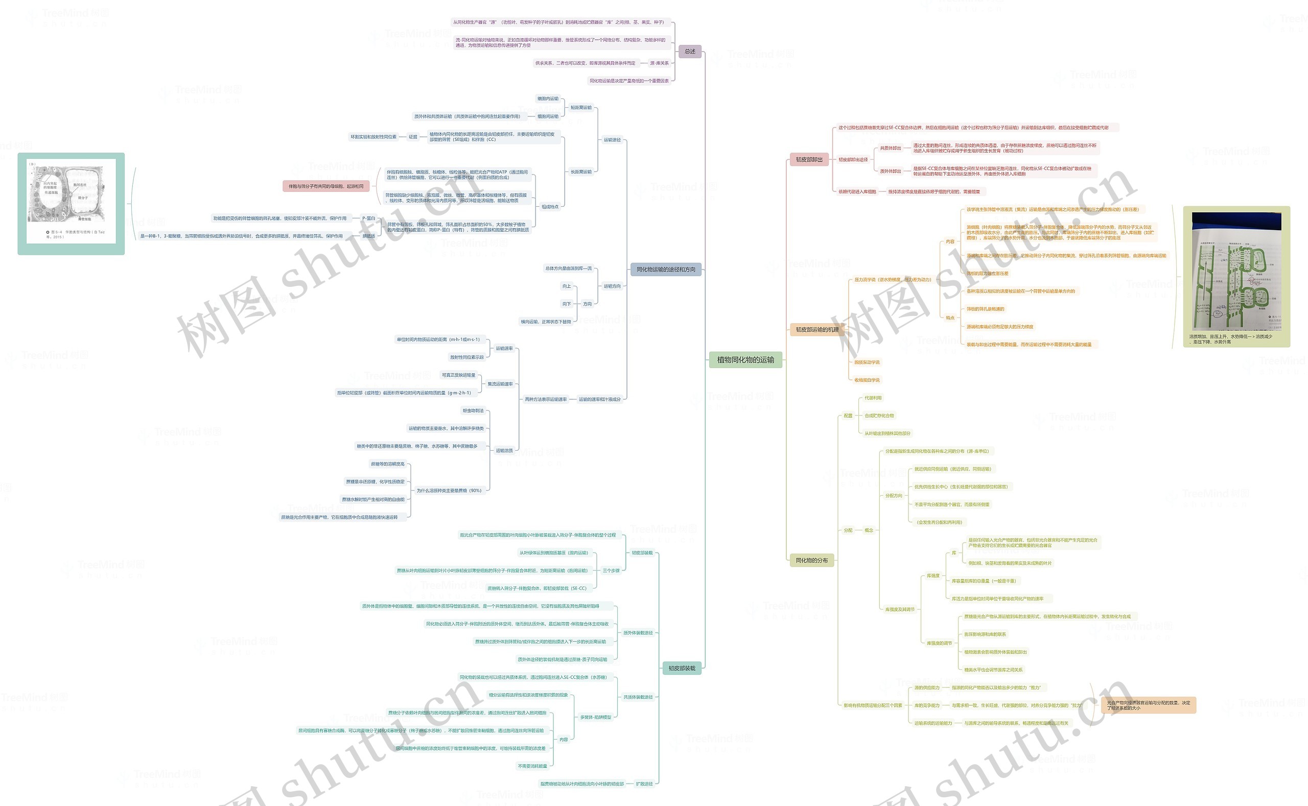 植物同化物的运输脑图