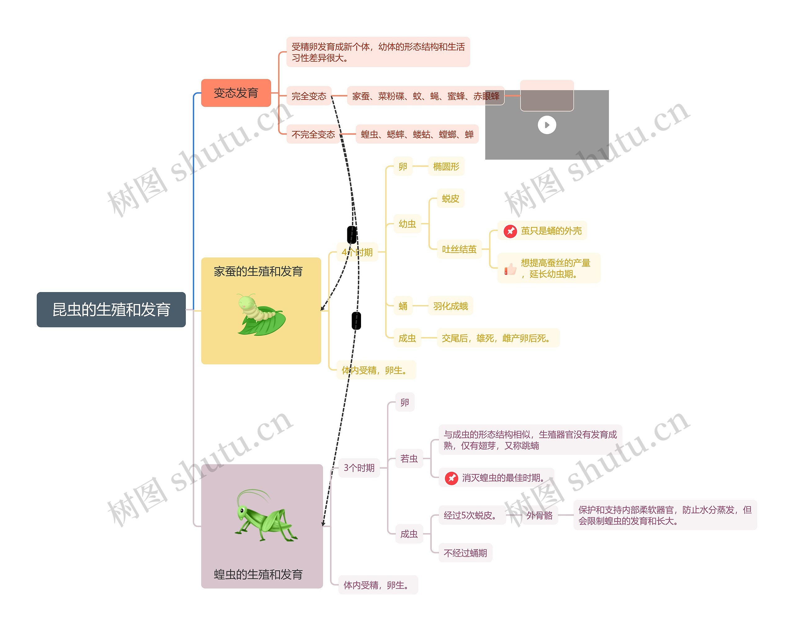 昆虫的生殖和发育思维导图