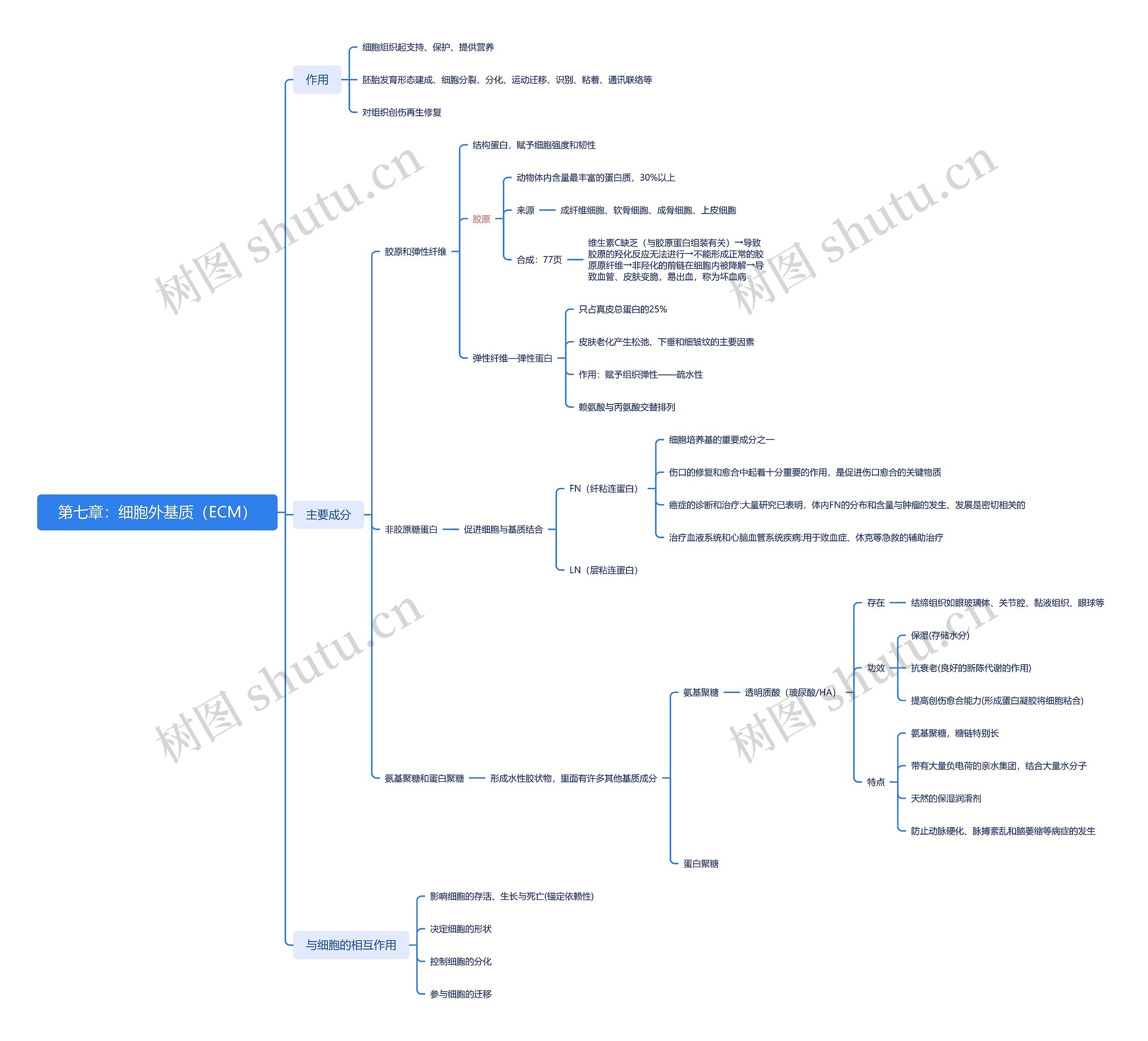 第七章：细胞外基质（ECM）思维导图