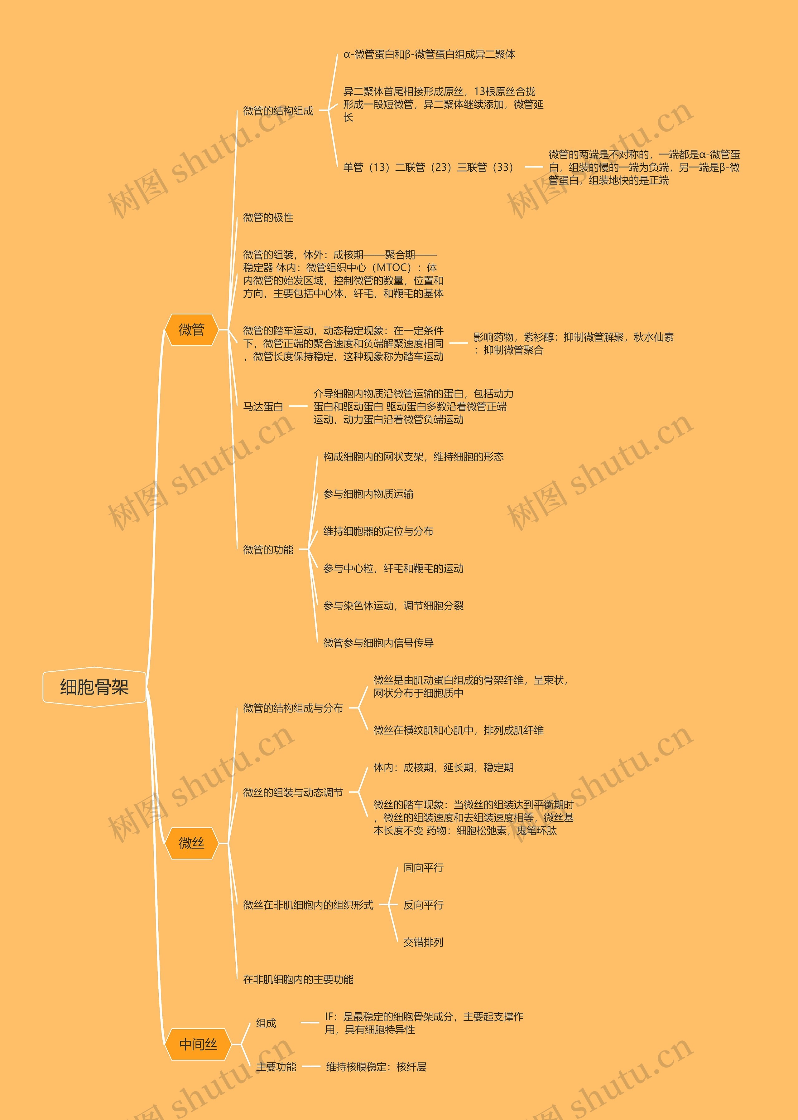 细胞骨架思维导图高清图 细胞骨架思维导图