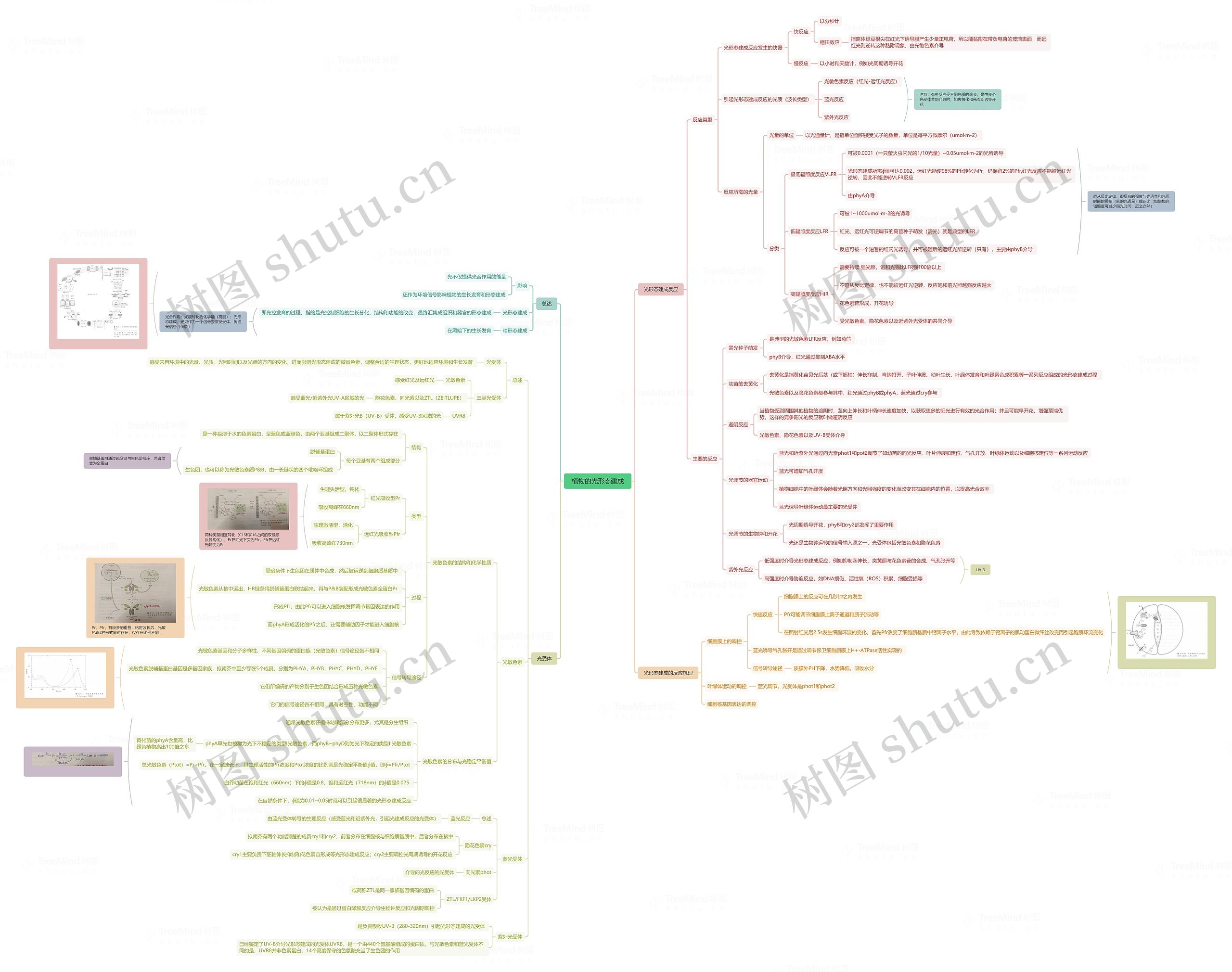 植物的光形态建成脑图思维导图