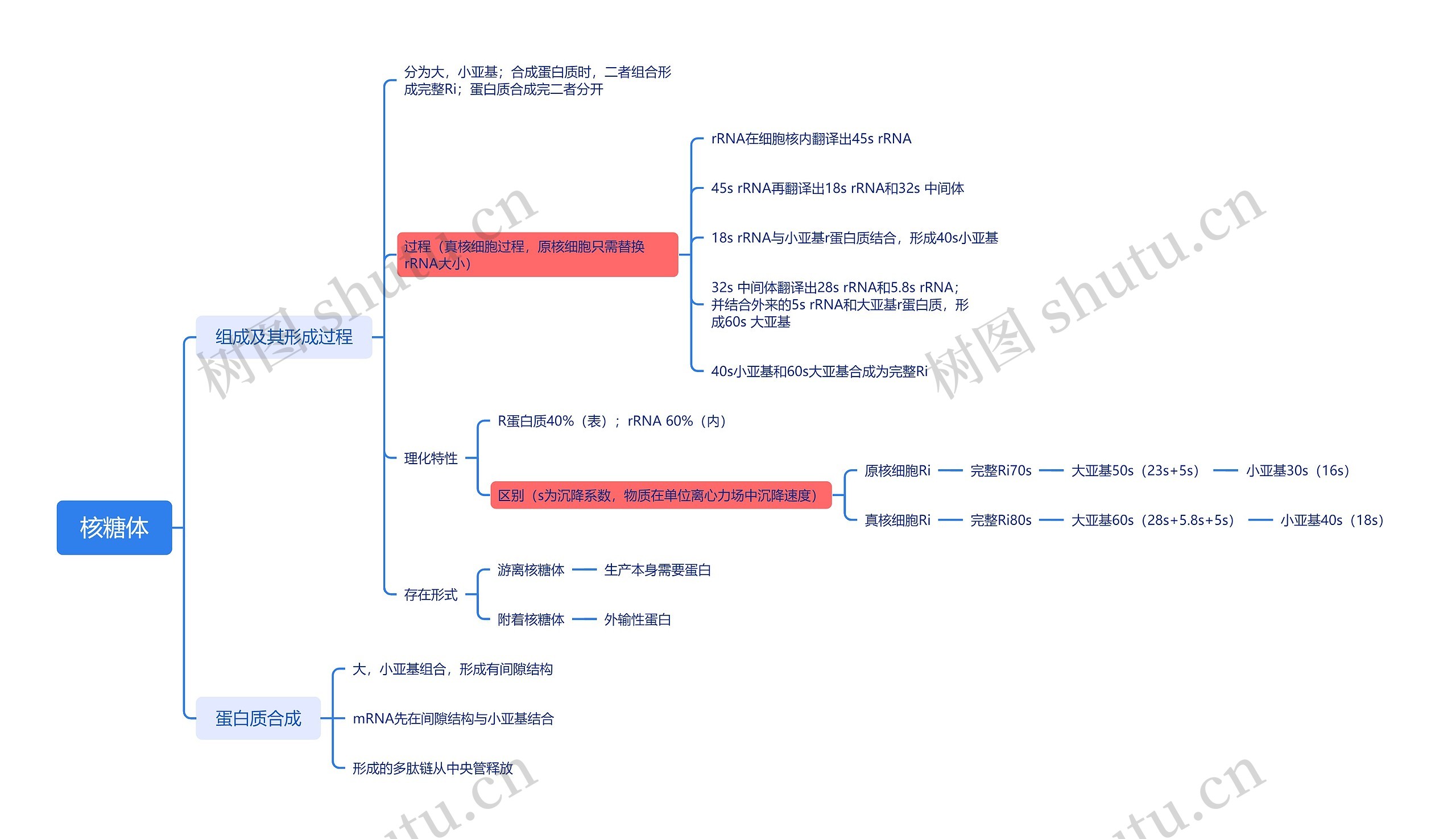 ﻿核糖体思维导图