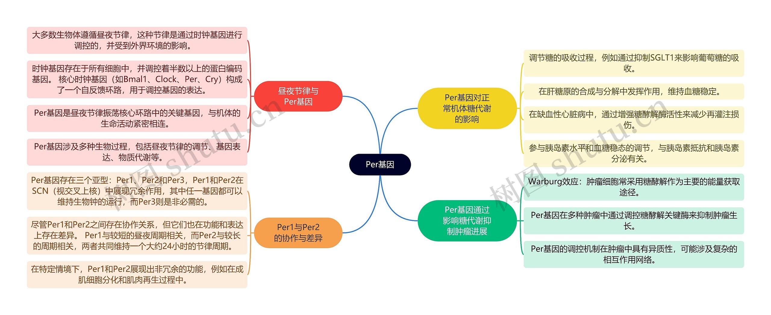 Per基因思维导图