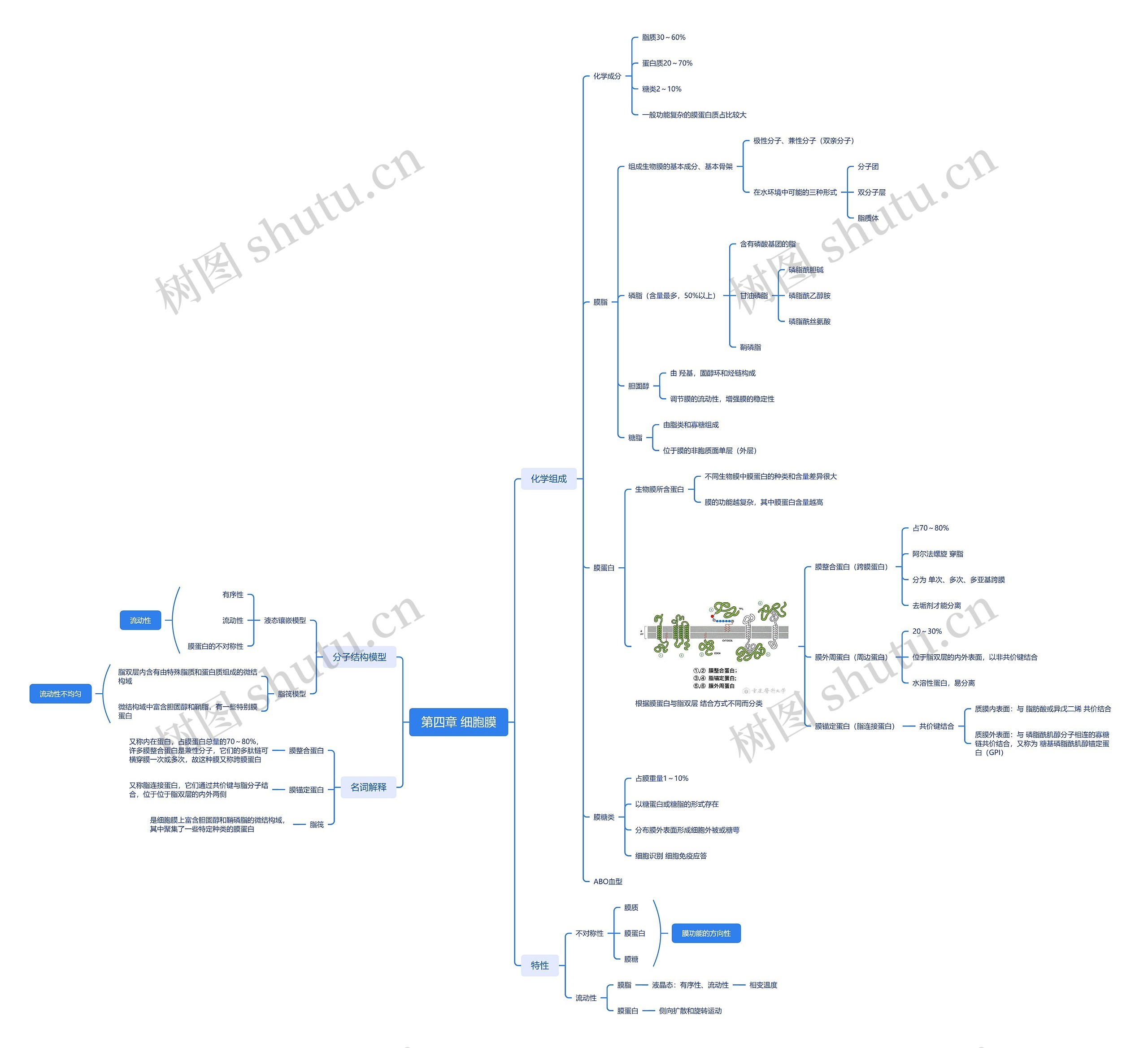 第四章细胞膜思维脑图