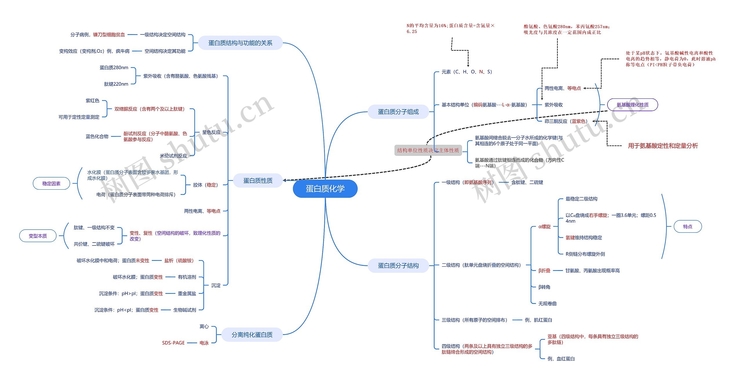 生物化学---蛋白质化学思维导图