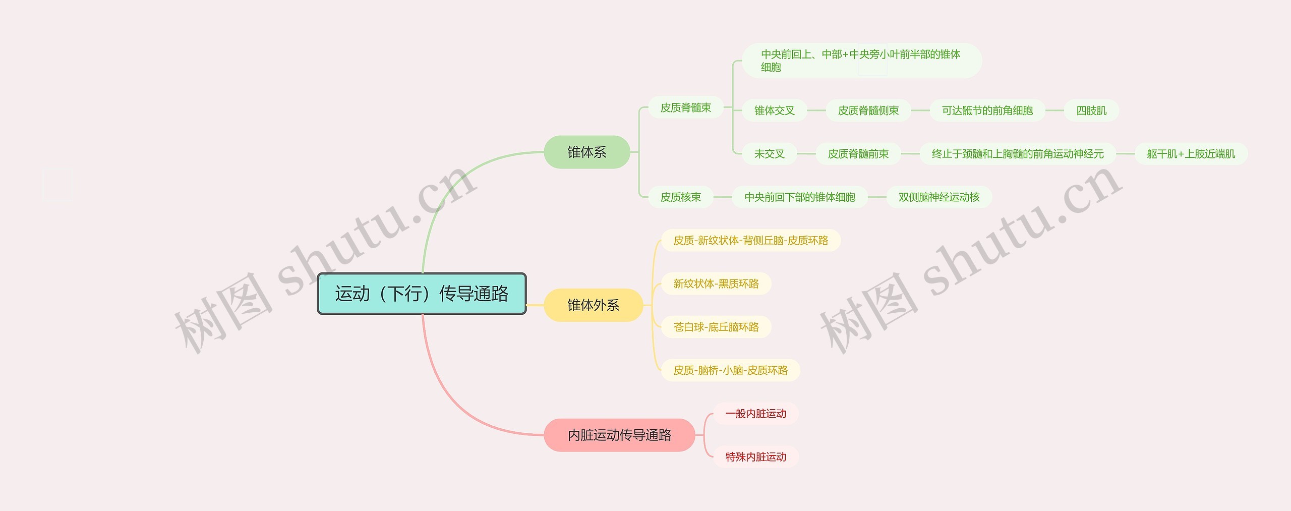 运动（下行）传导通路_副本