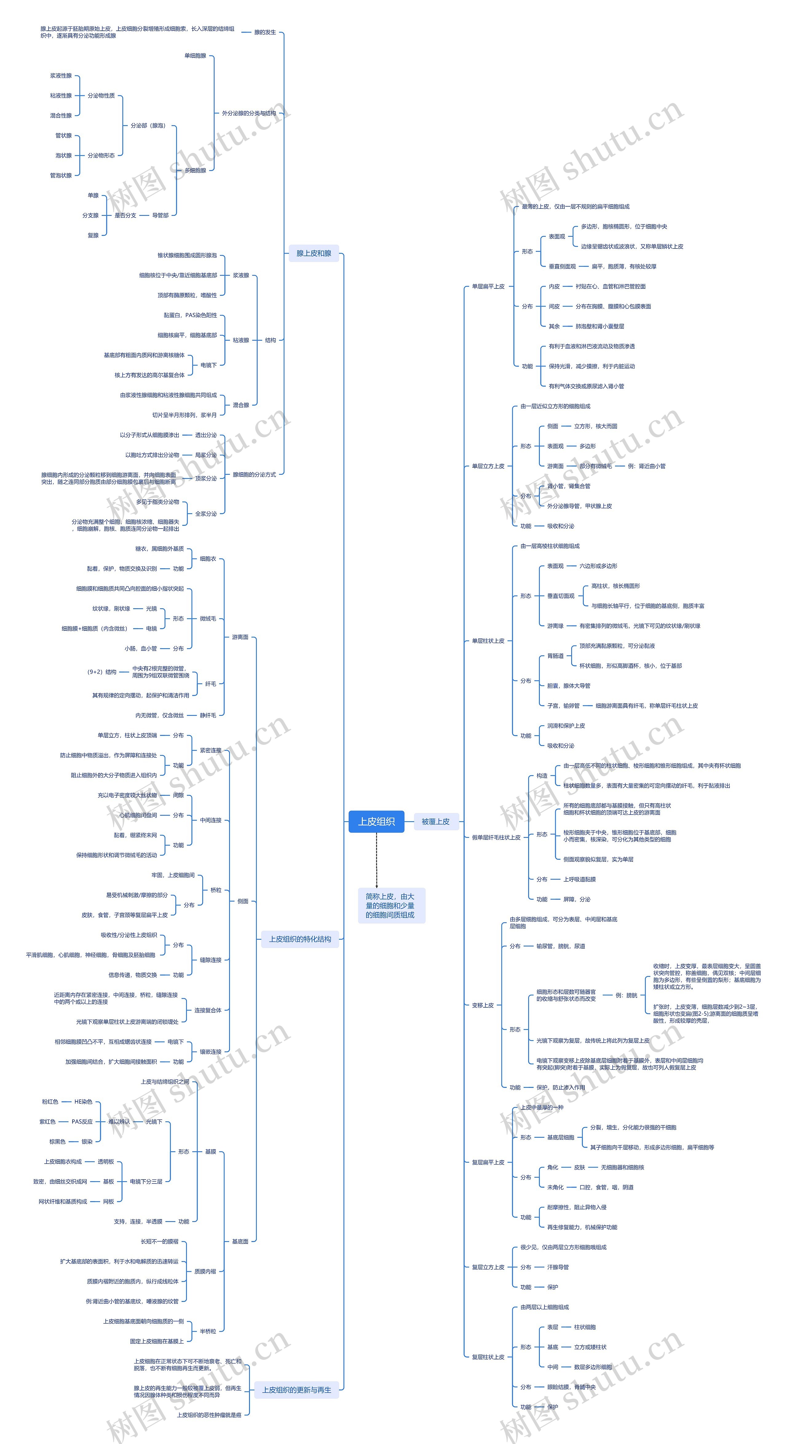 上皮组织思维脑图