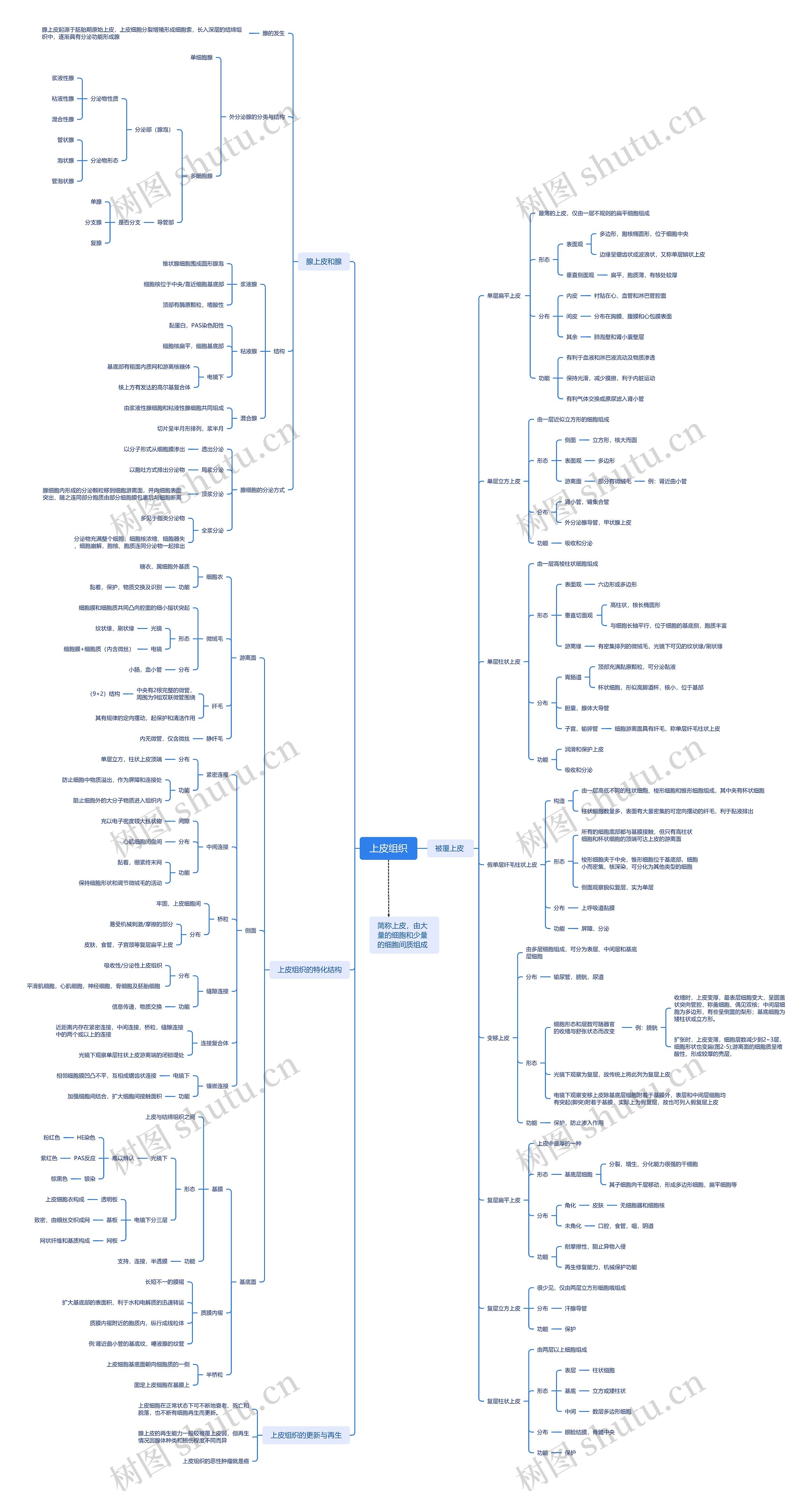 上皮组织思维导图高清图 上皮组织思维导图