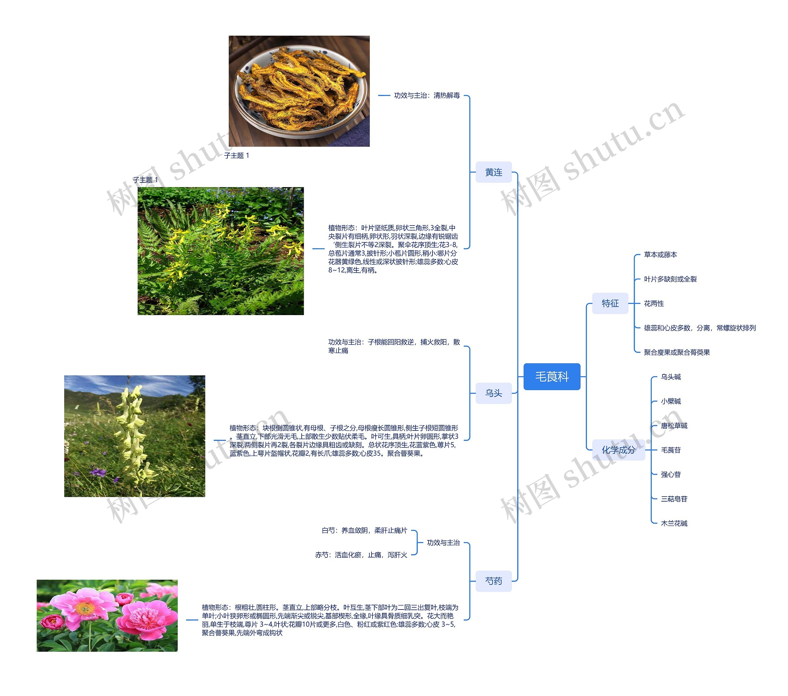 毛莨科思维脑图