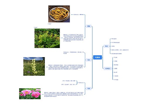 毛莨科思维脑图
