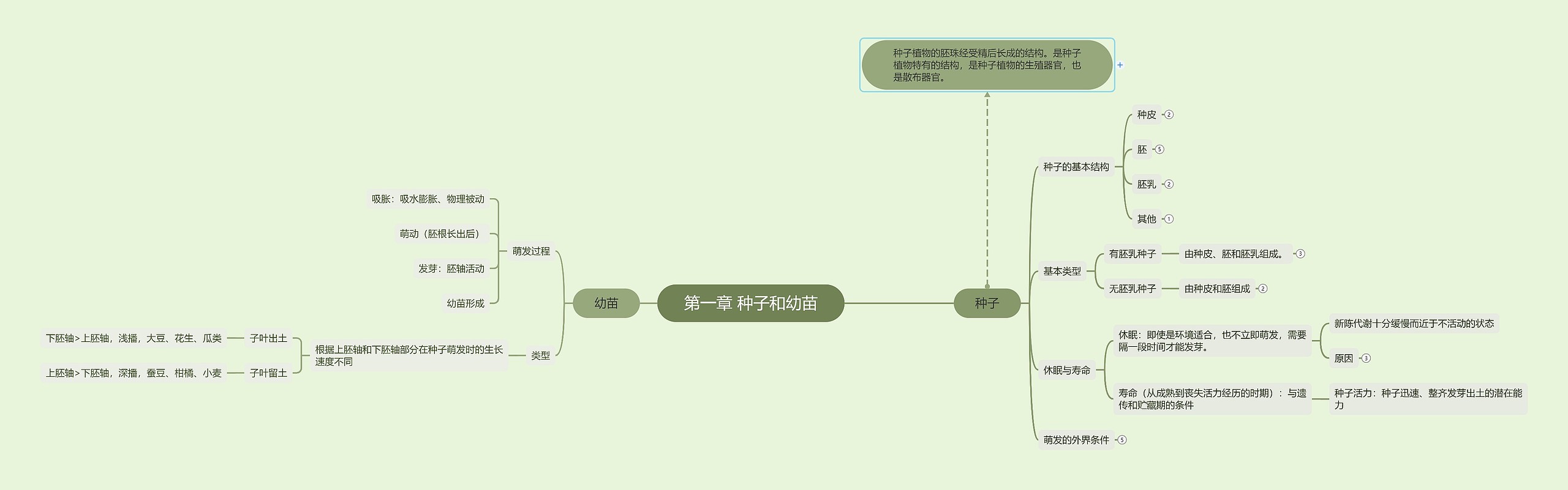 植物学种子和幼苗