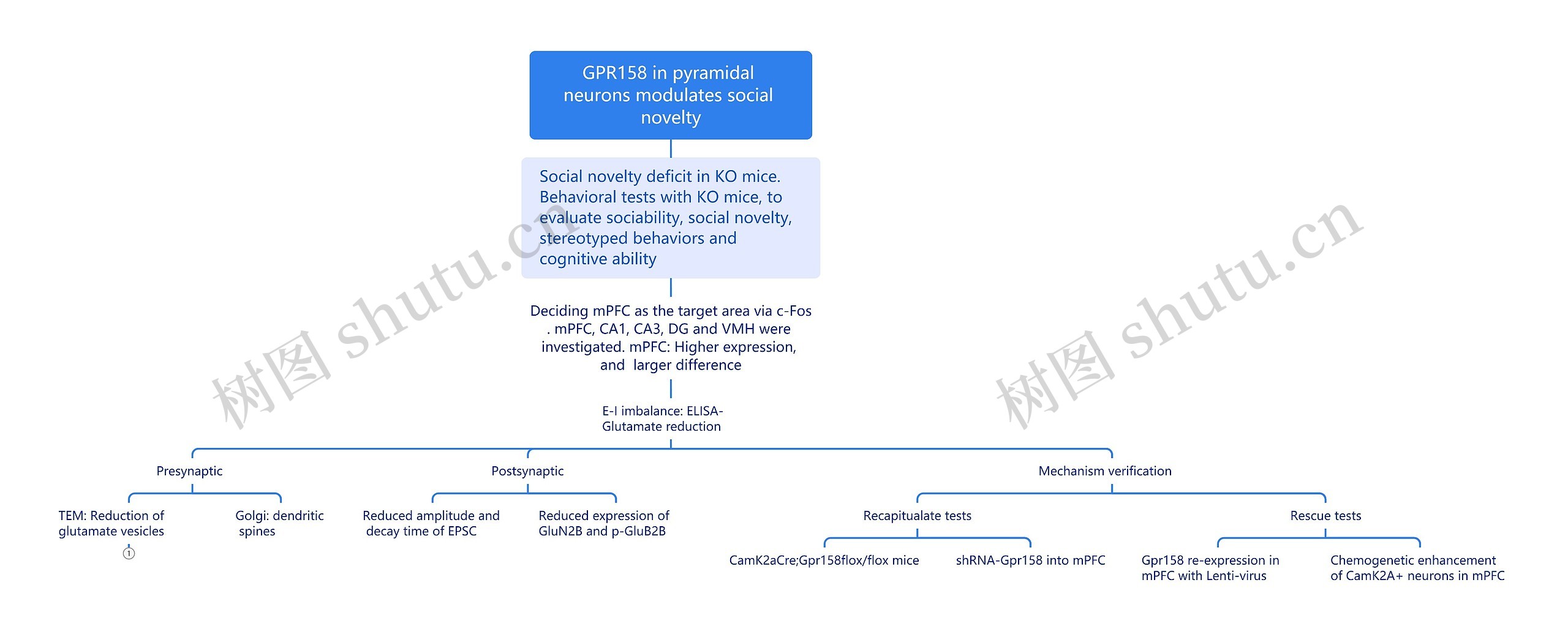 GPR158 in pyramidal neurons modulates social novelty思维导图