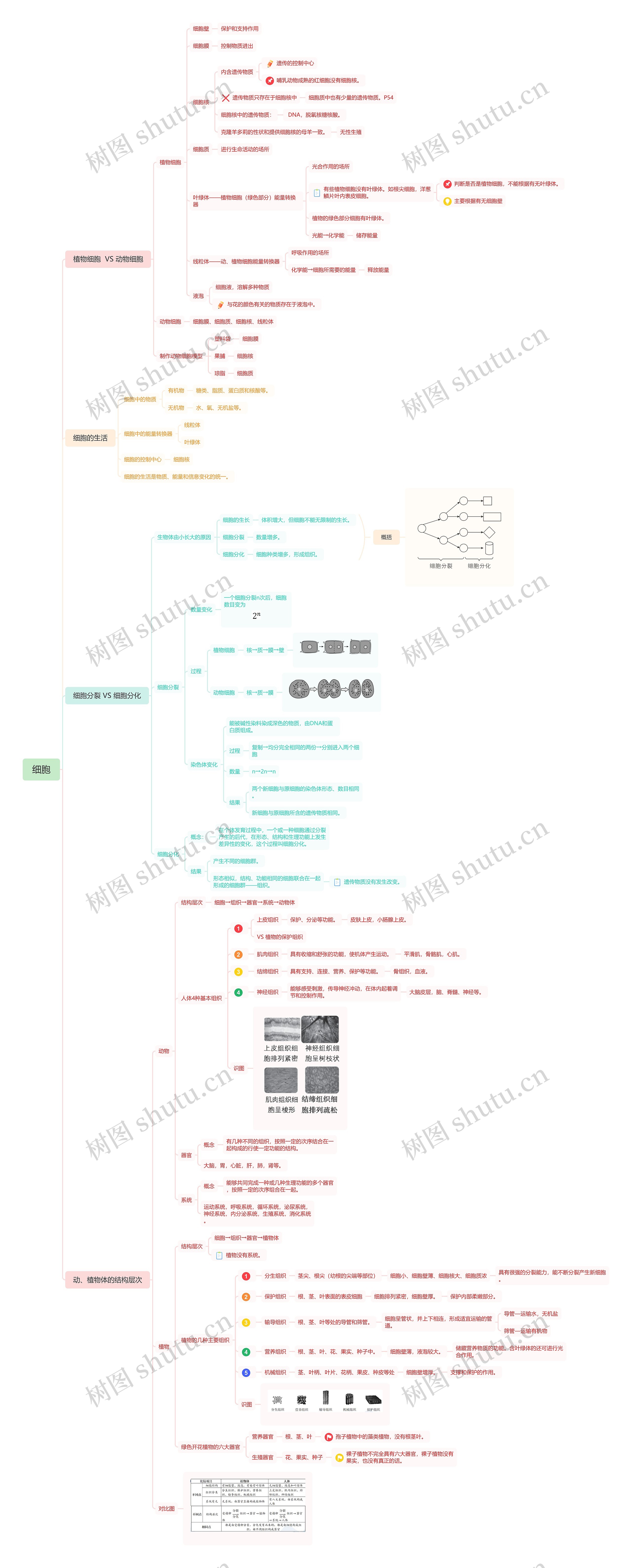 细胞知识思维导图高清图 细胞知识思维导图