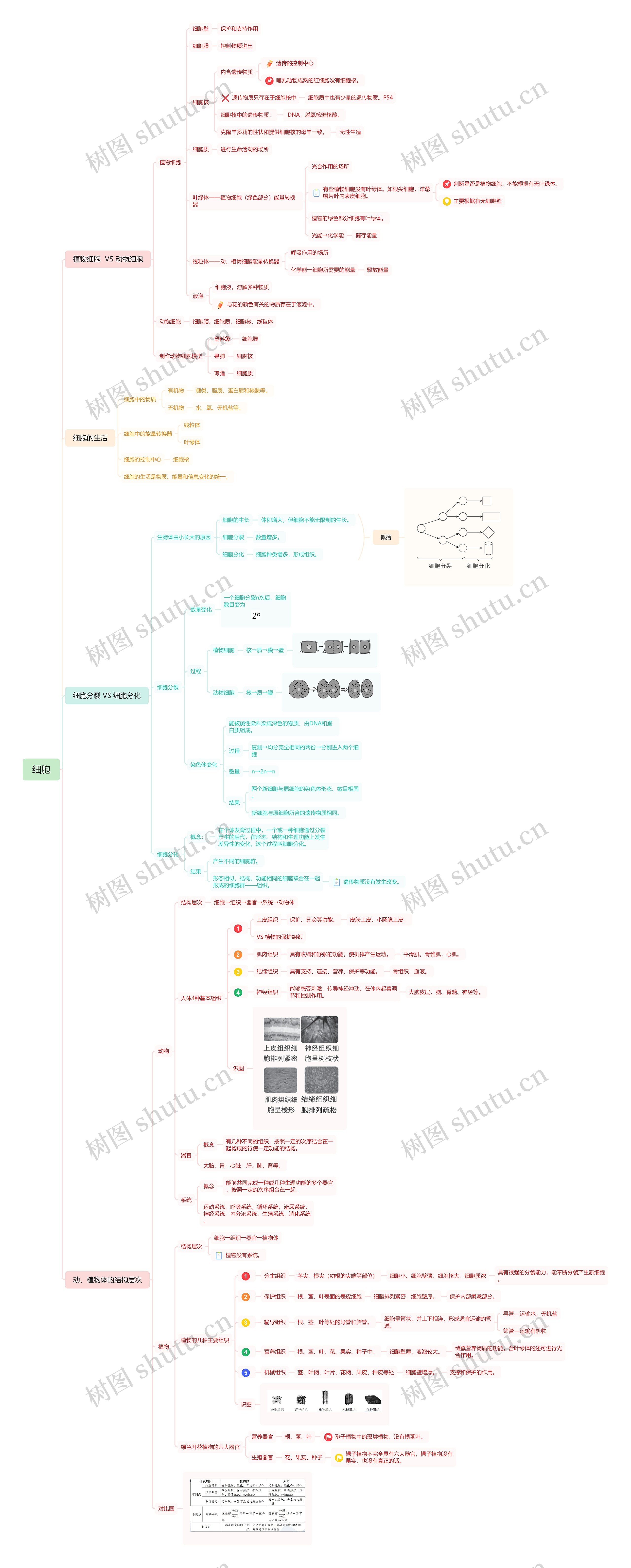 细胞知识思维导图