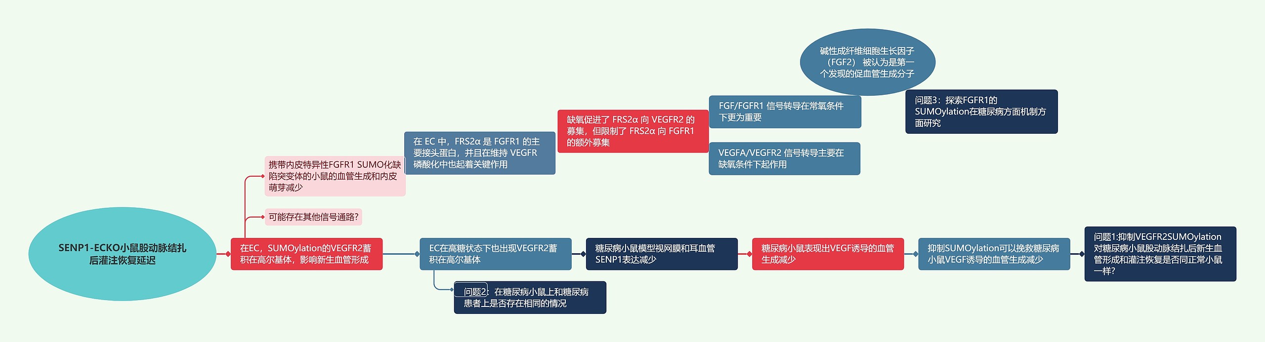 SENP1-ECKO小鼠股动脉结扎后灌注恢复延迟