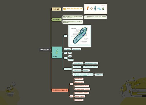 单细胞生物思维脑图