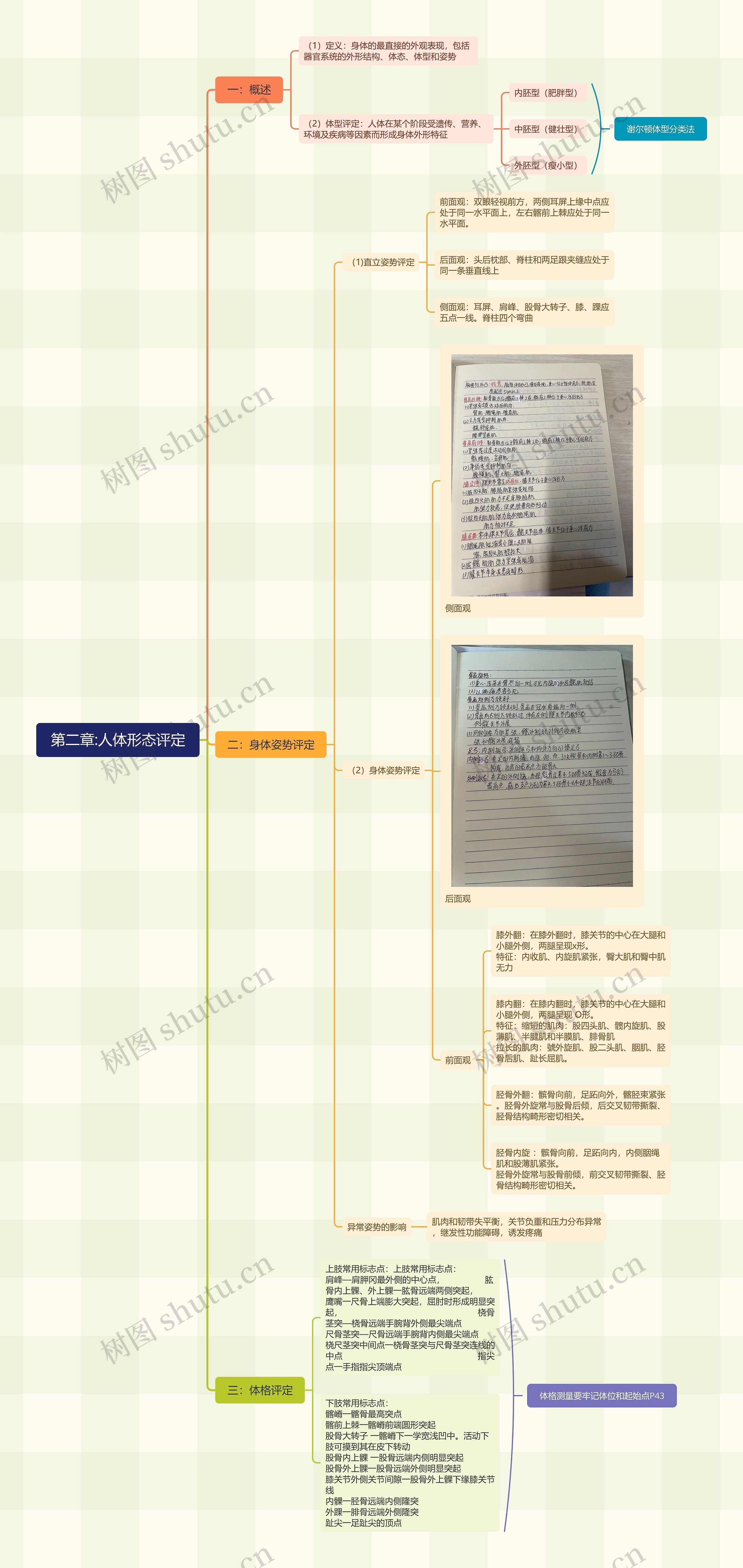 第二章:人体形态评定