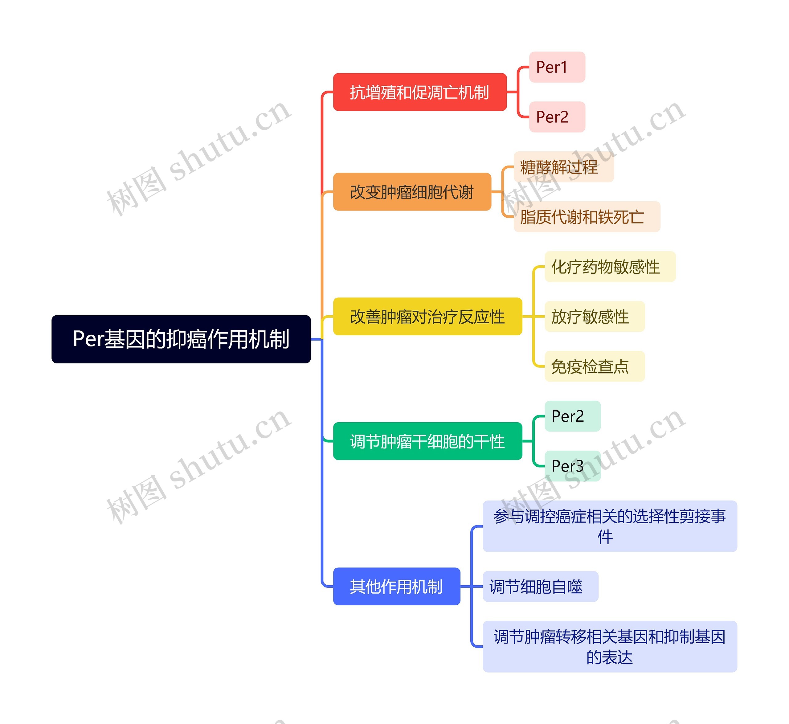 Per基因的抑癌作用机制思维导图