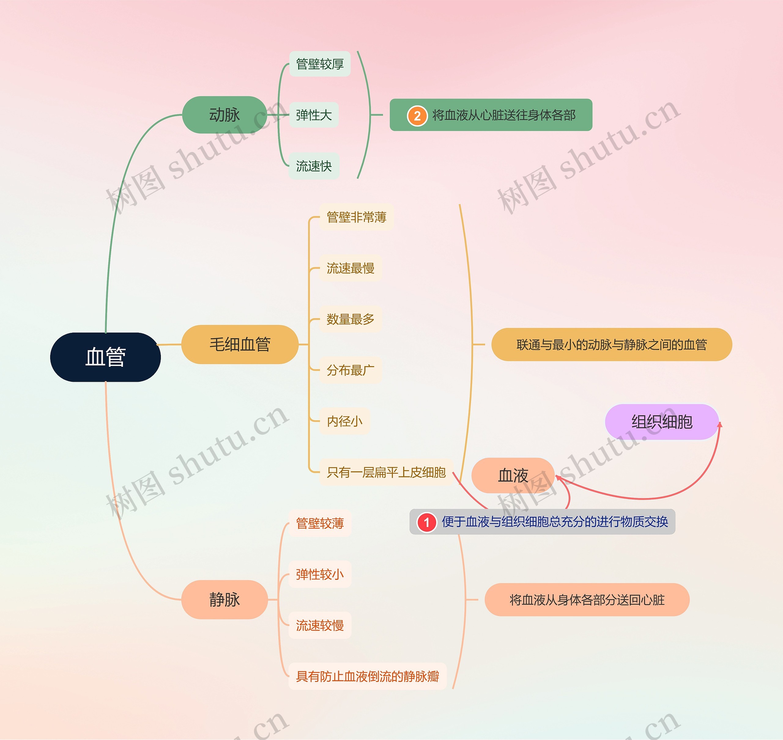 血管介绍思维导图