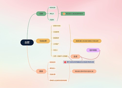 血管介绍思维脑图思维导图