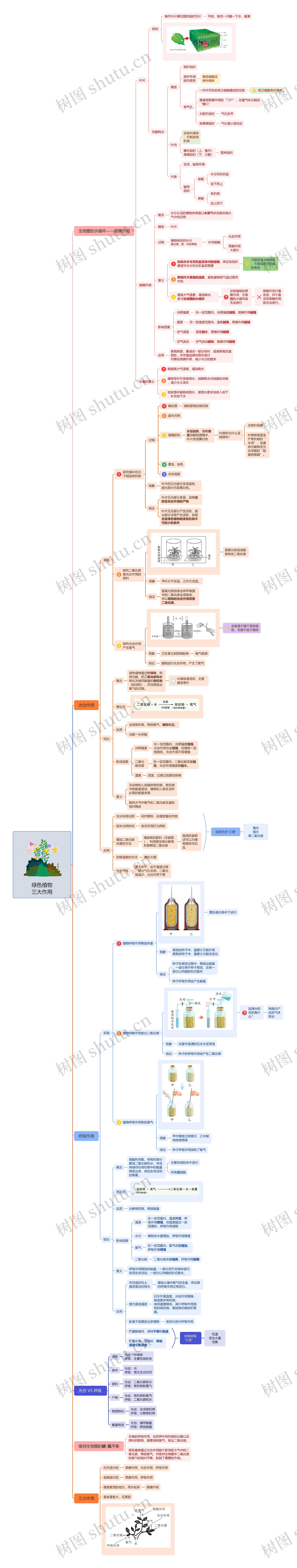 绿色植物三大作用思维导图