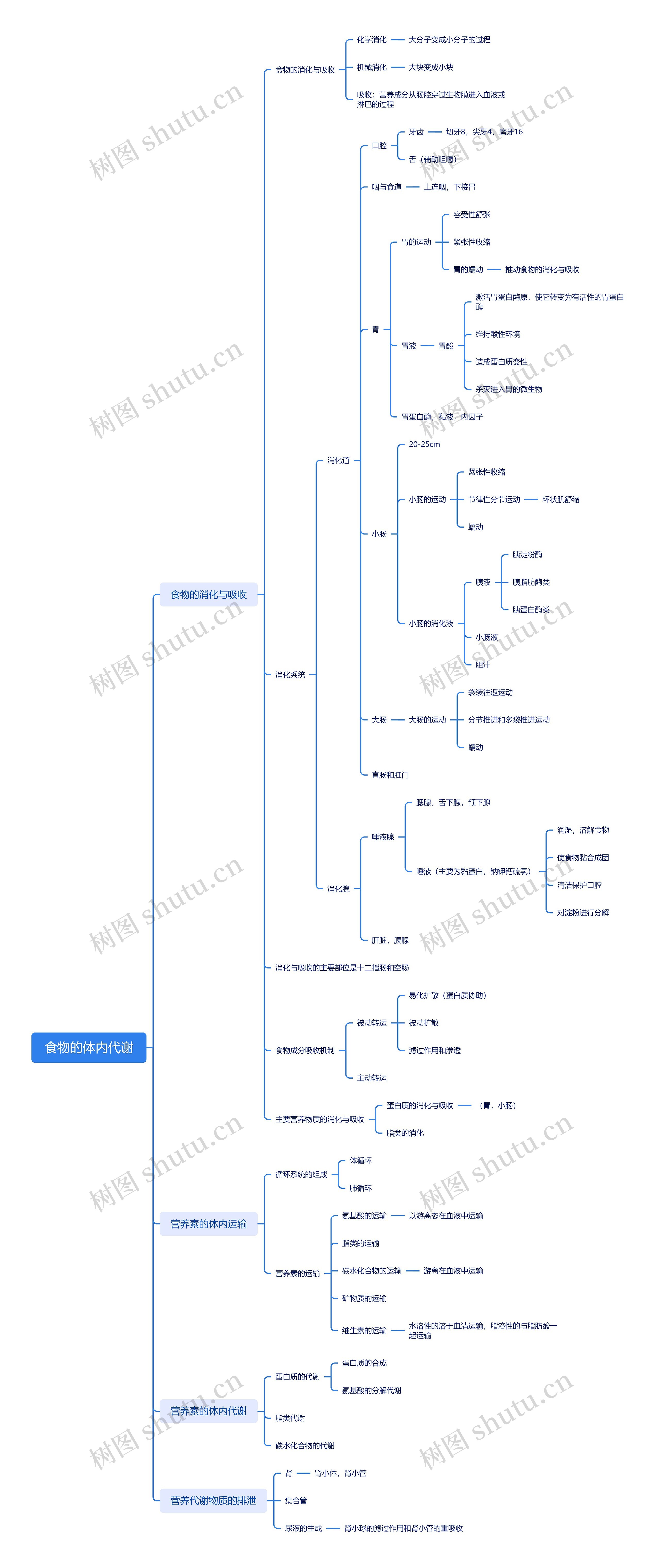 食物的体内代谢思维导图