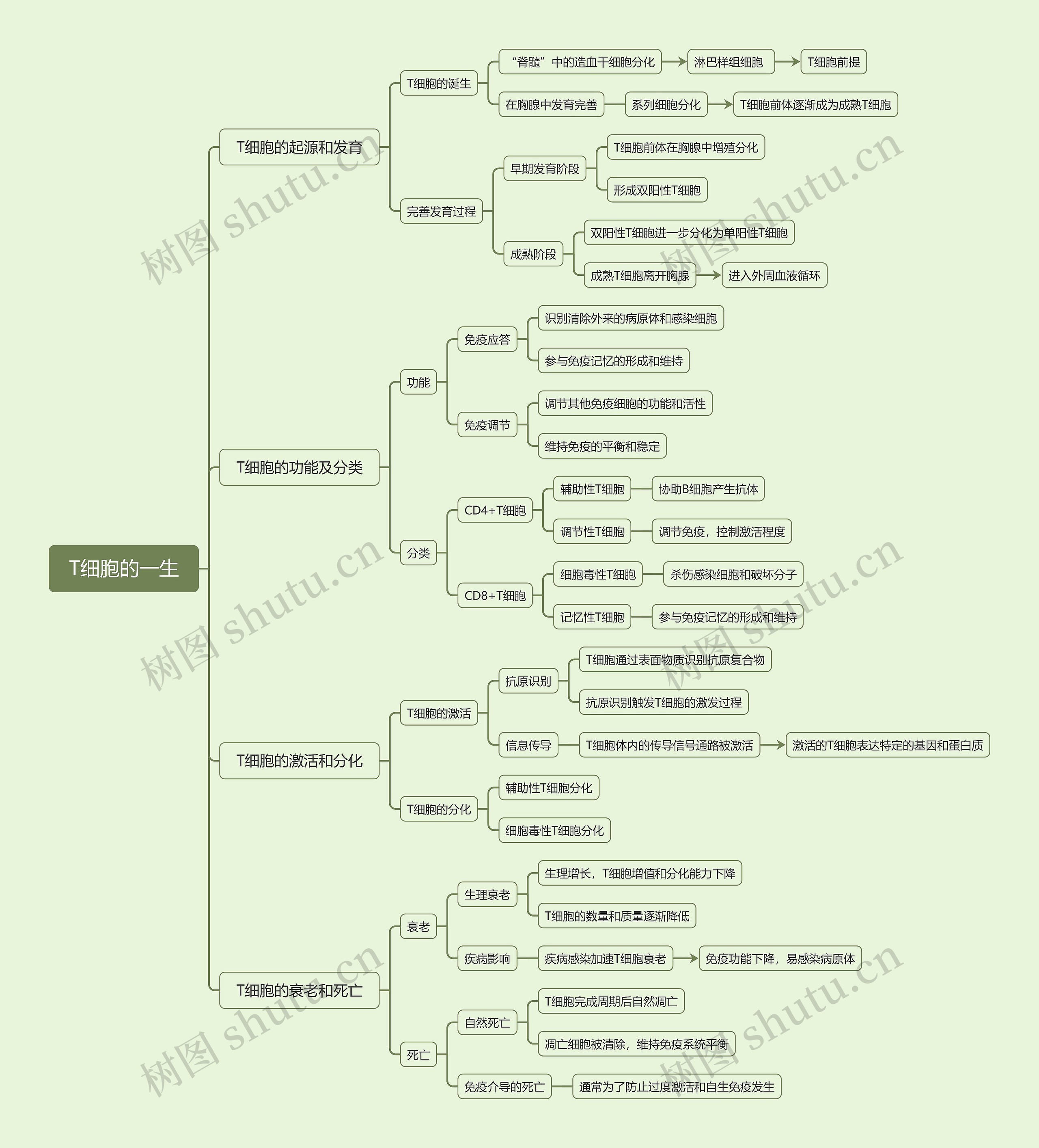 T细胞的一生思维导图