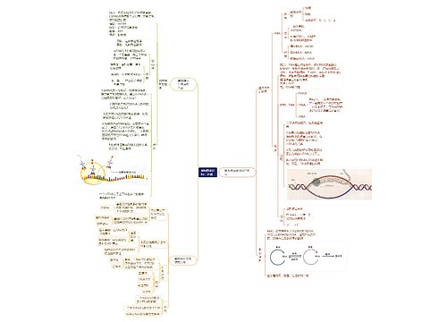 基因的表达by:沐清 基因的表达by:沐清