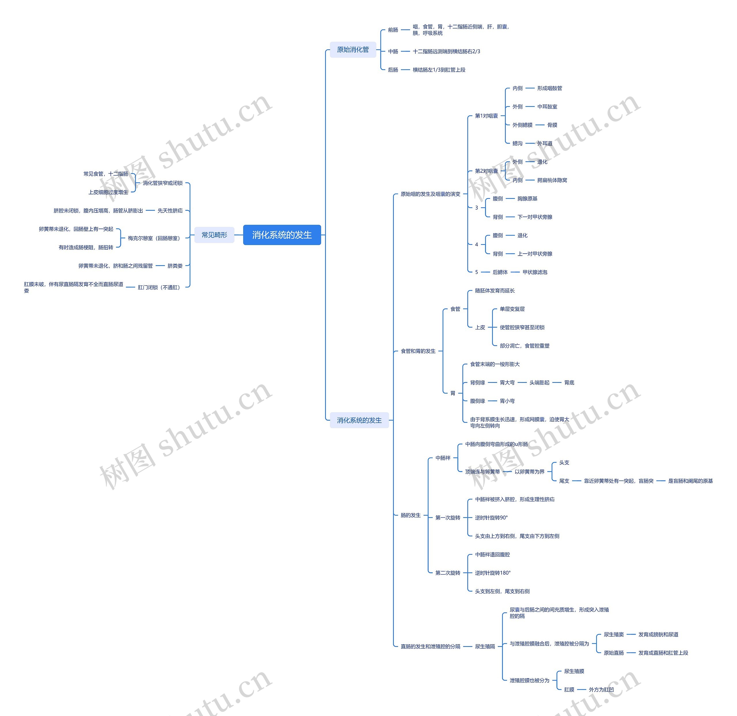 ﻿消化系统的发生思维导图