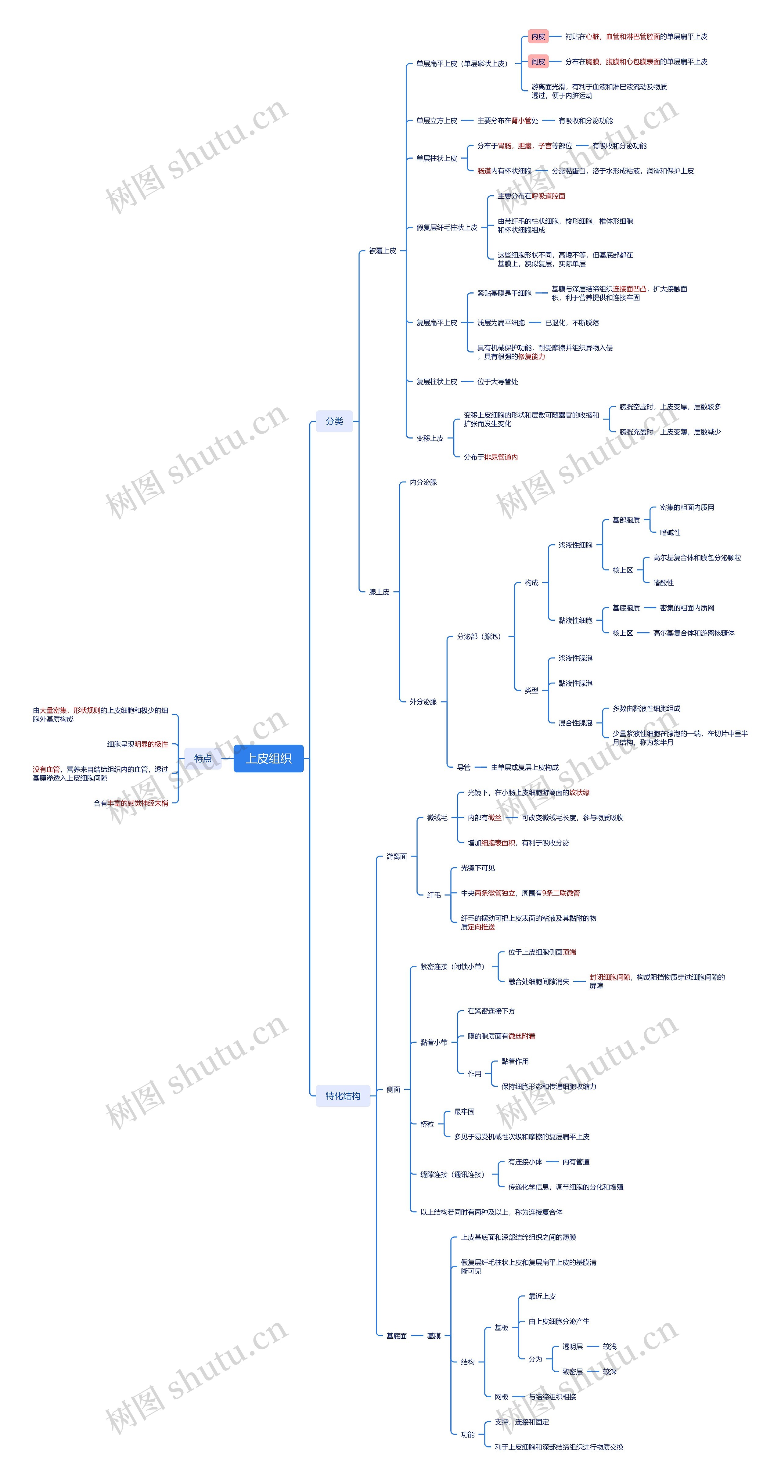 ﻿上皮组织思维脑图