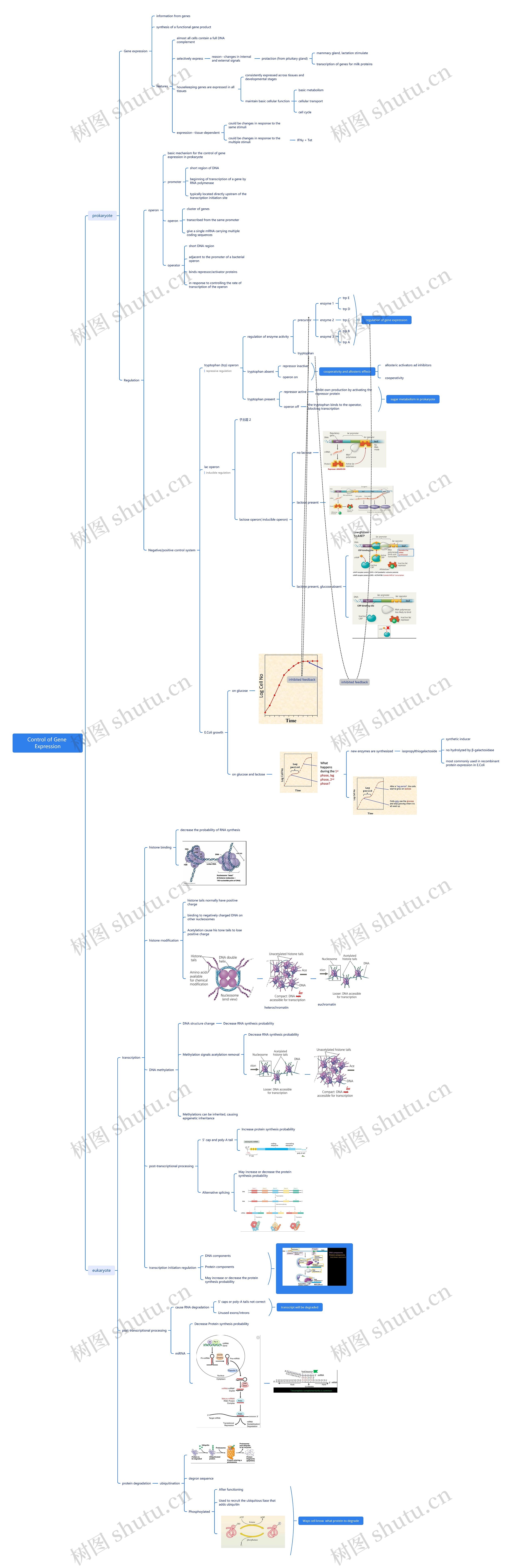 Control of Gene Expression思维导图