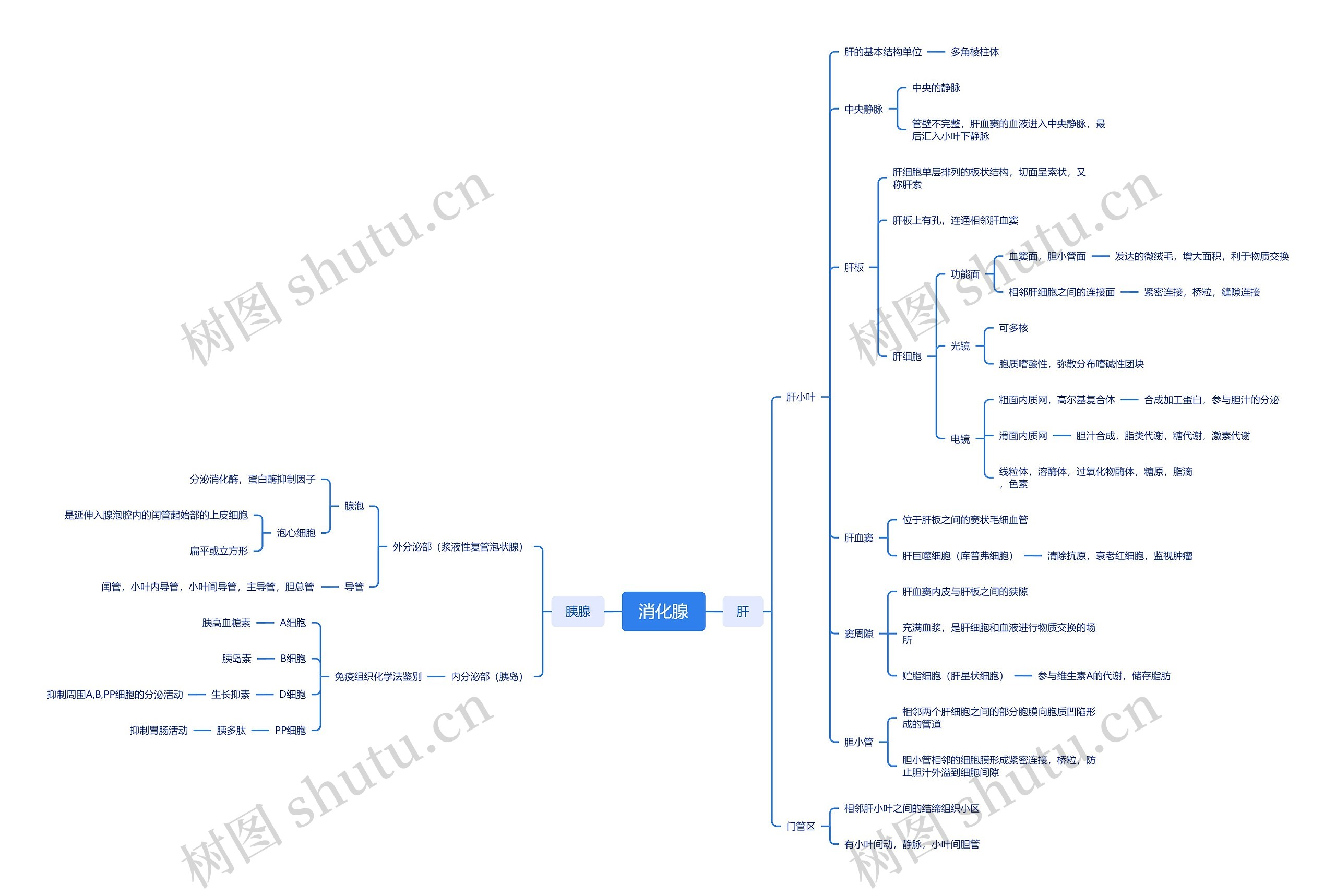 ﻿消化腺思维导图