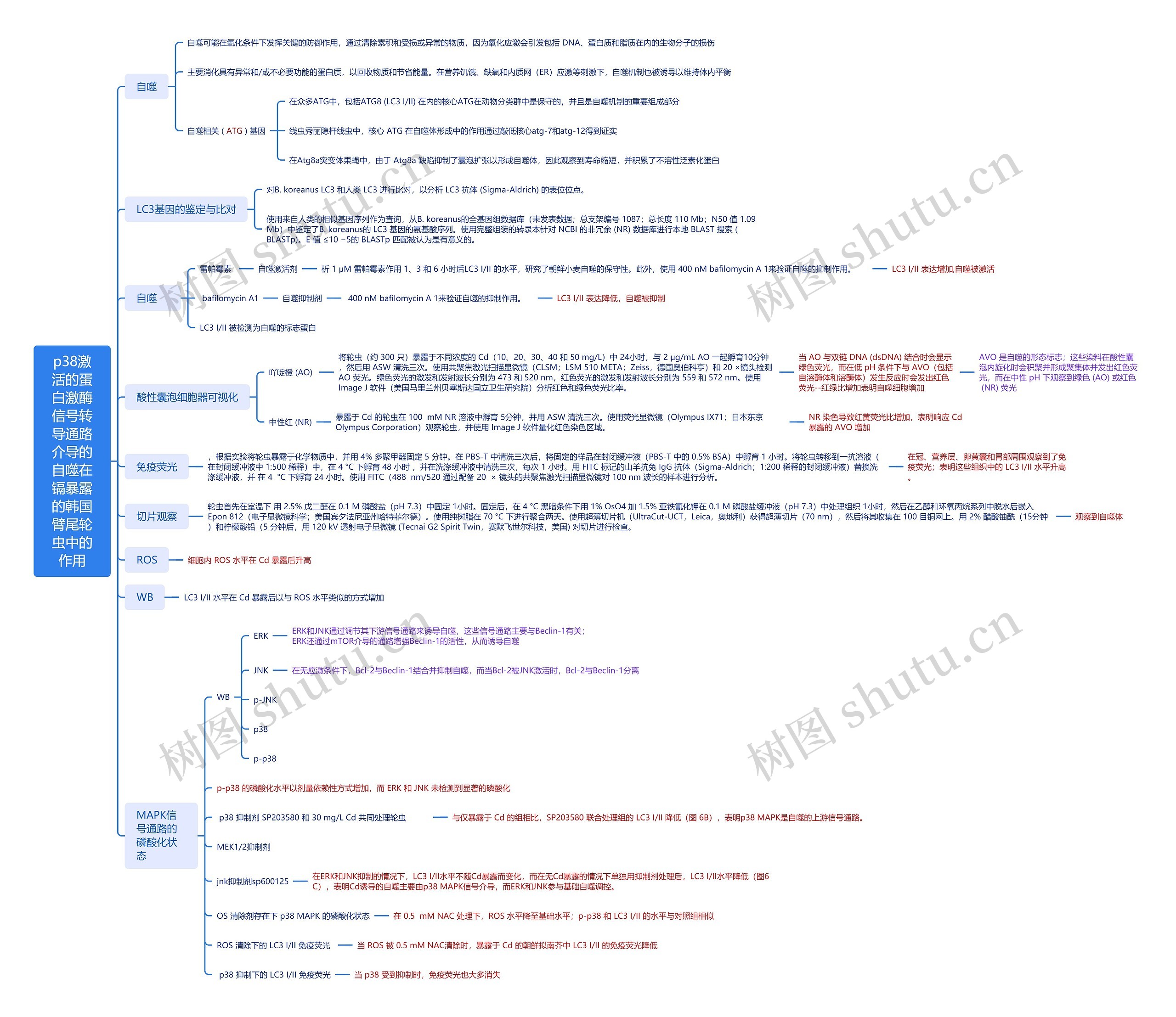 p38激活的蛋白激酶信号转导通路介导的自噬在镉暴露的韩国臂尾轮虫中的作用思维导图